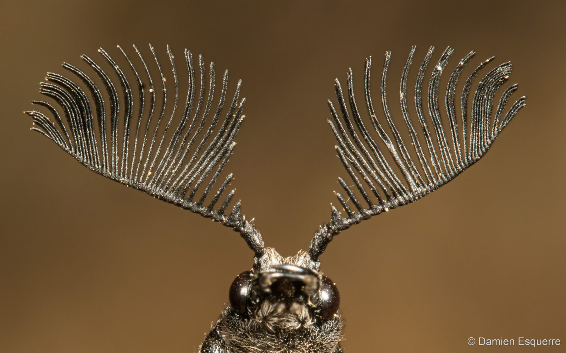 Feather Horns by Damien Esquerre