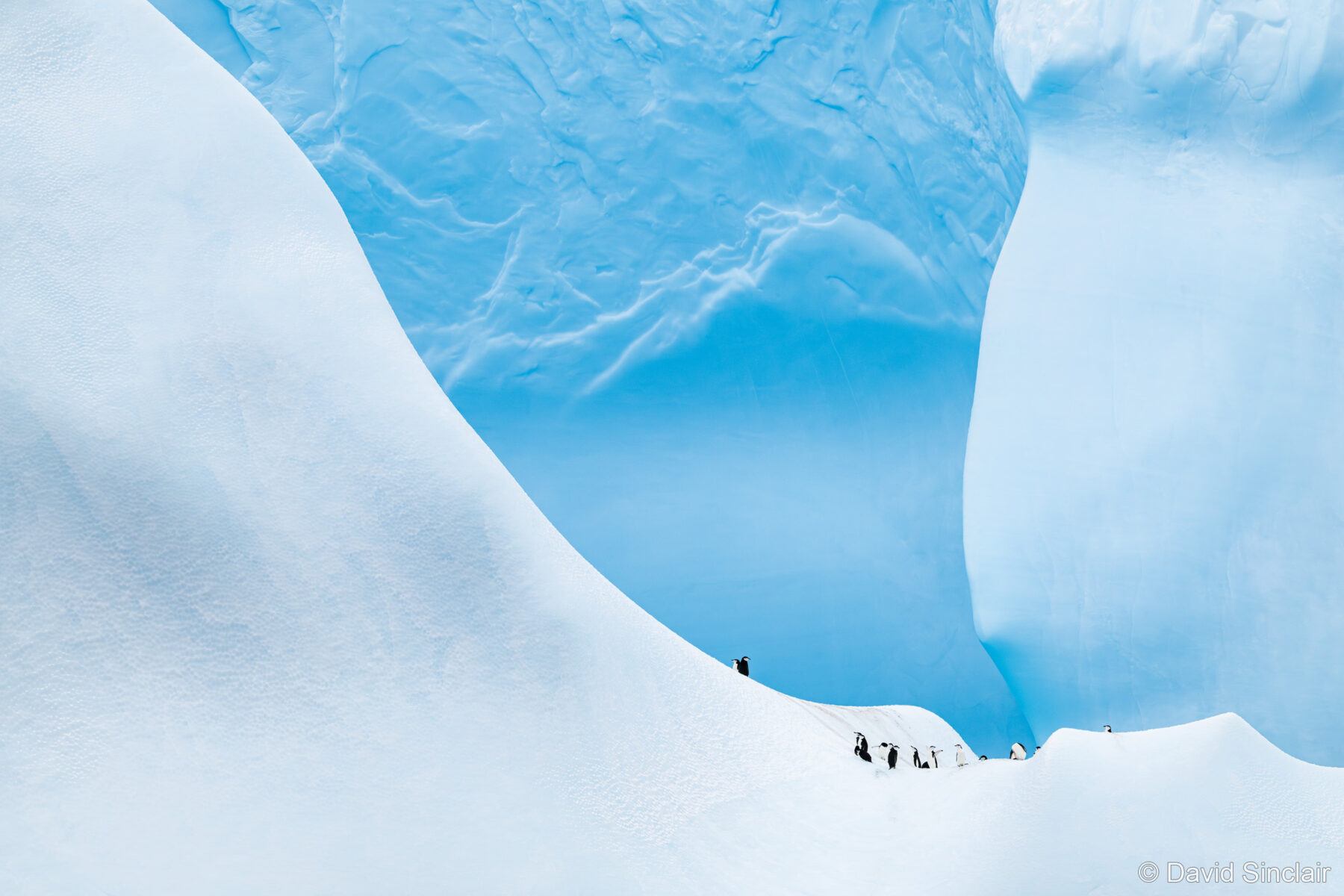 Chinstraps on Ice by David Sinclair