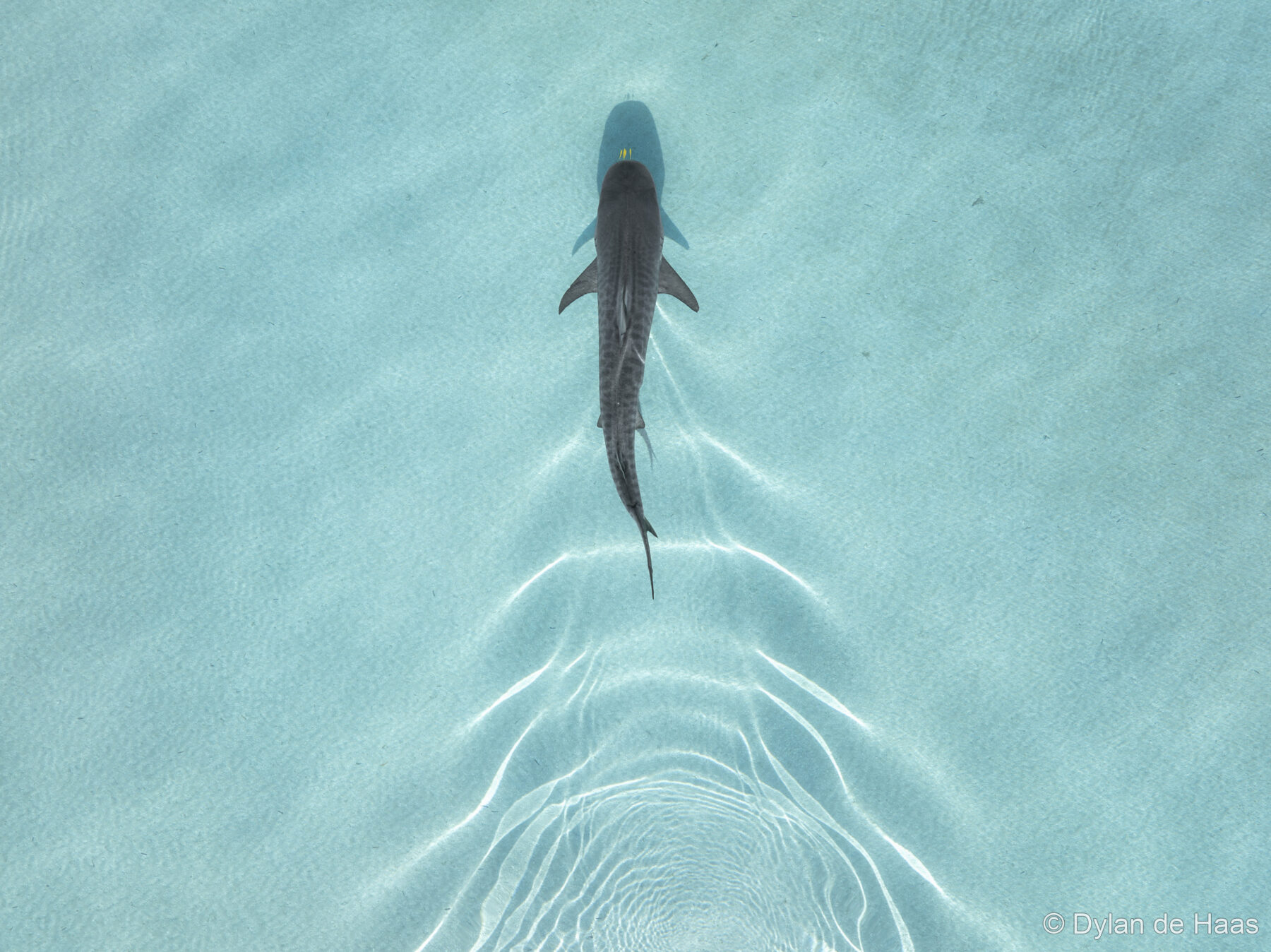 Waves of Influence by Dylan de Haas