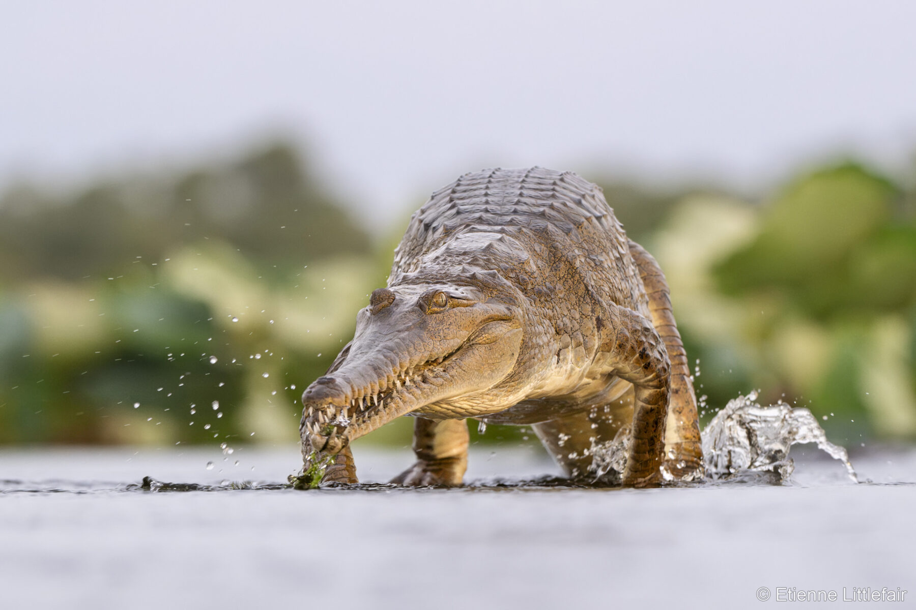 Making a Splash by Etienne Littlefair