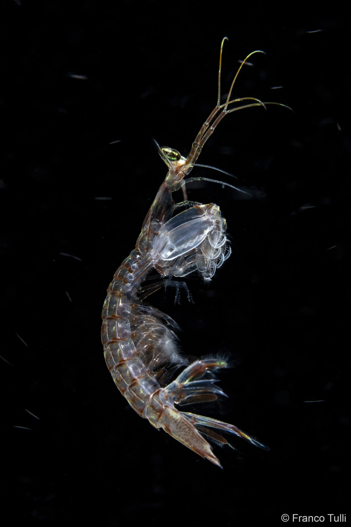 Feeding by Franco Tulli