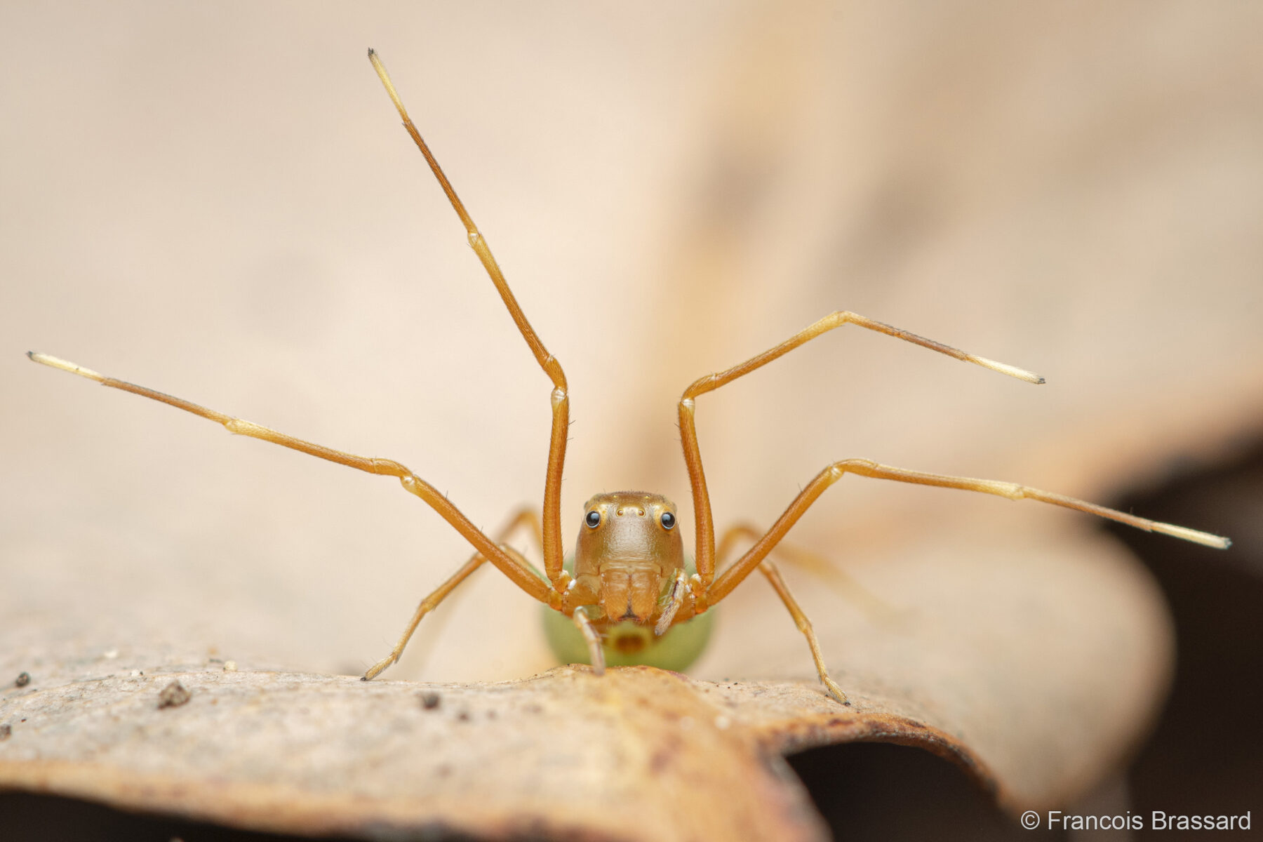 Spiders in Disguise: The Ant-ics of Mimicry by Francois Brassard