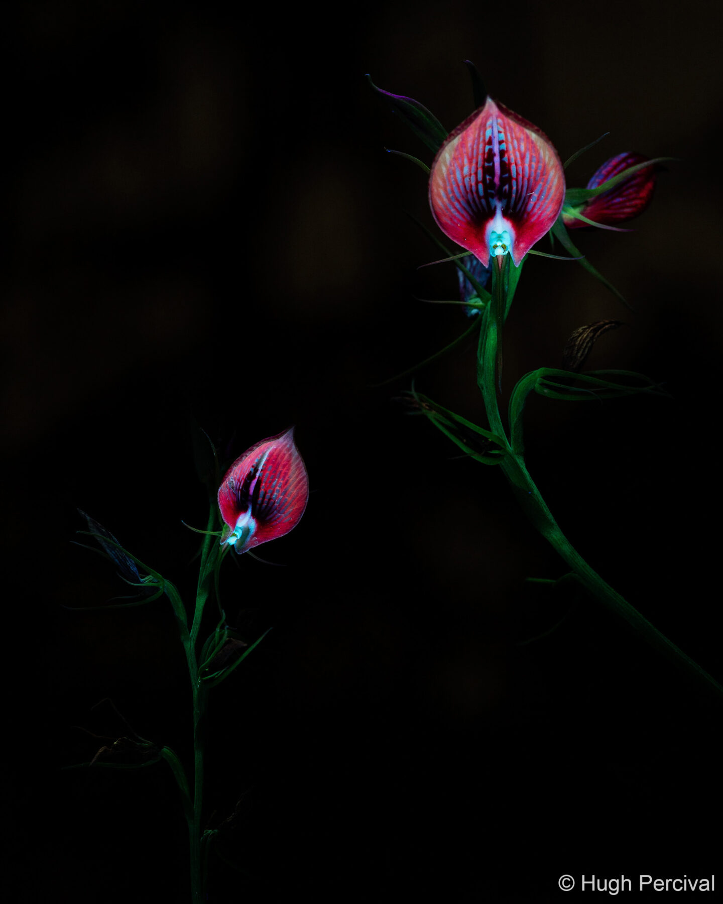 Bonnets by Hugh Percival