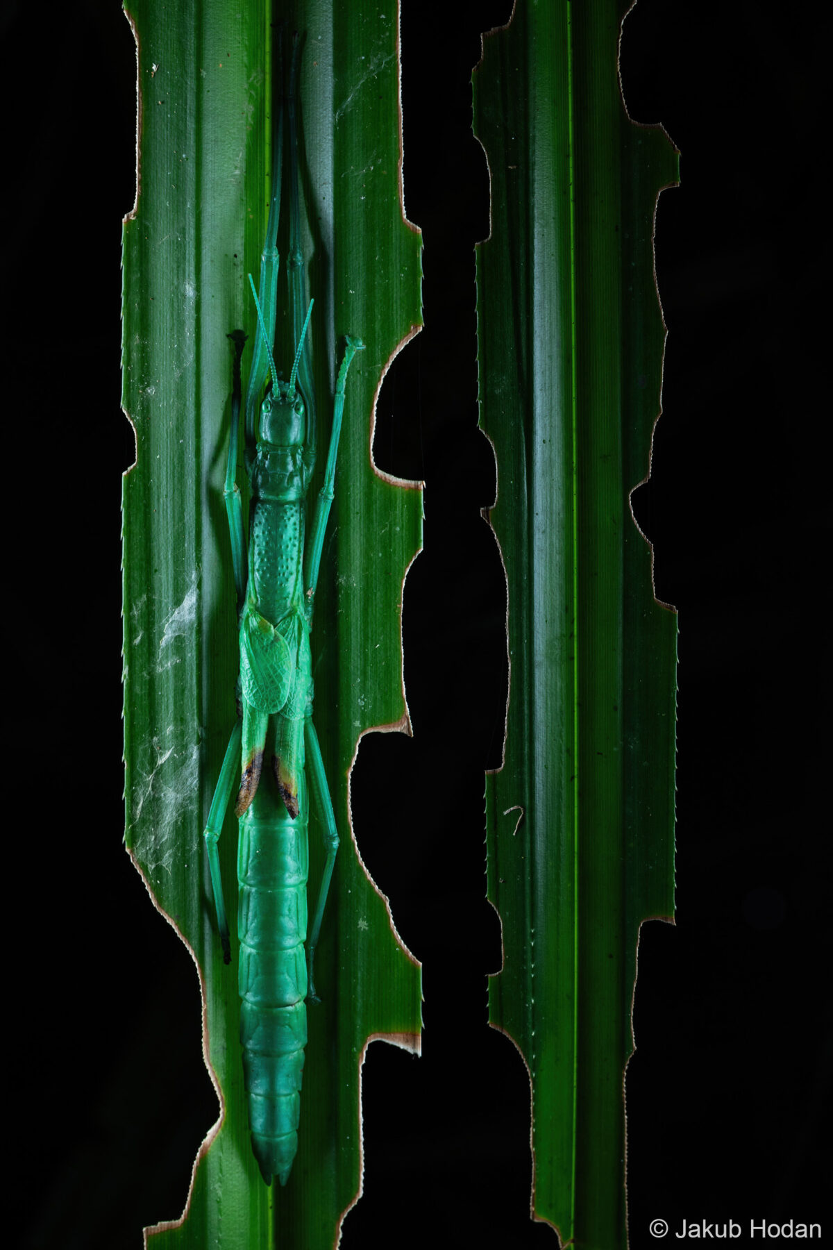 Peppermint Stick Insect byJakub Hodáň