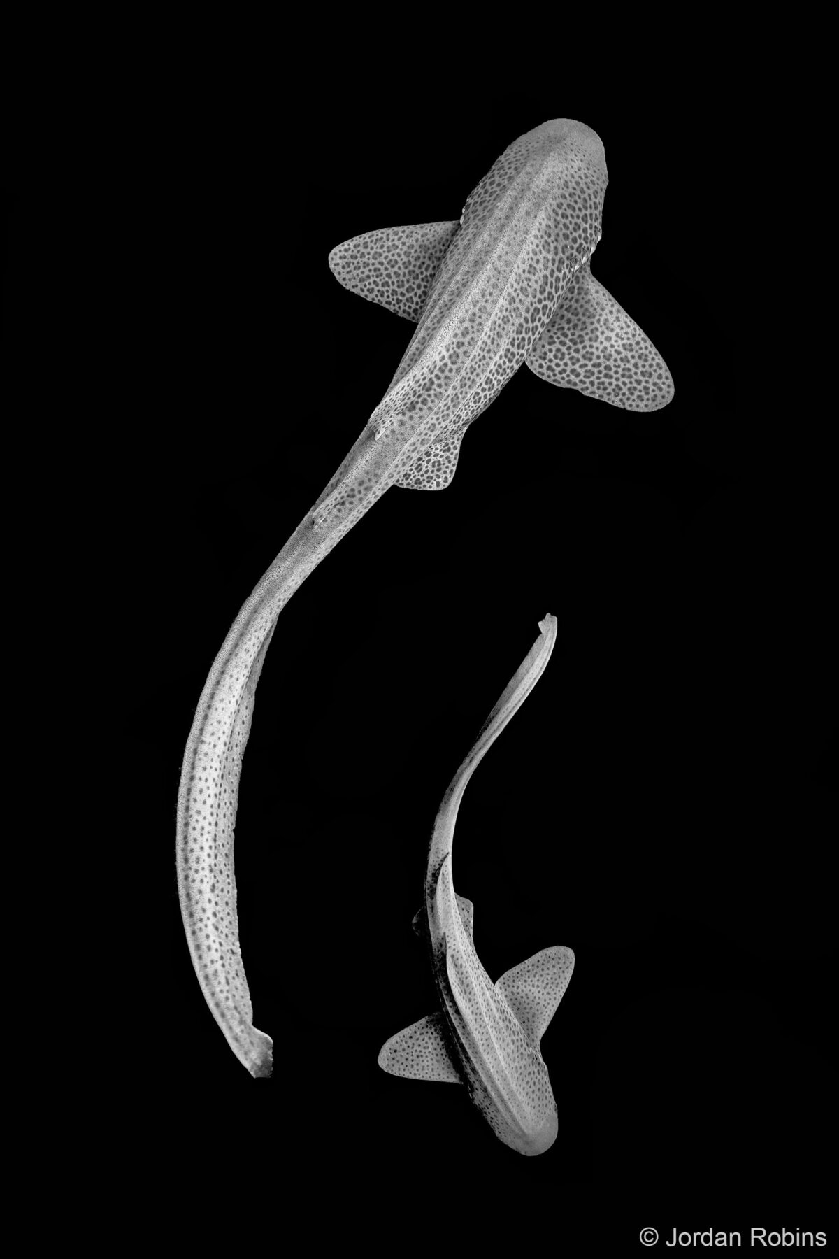 Double Leopard Sharks by Jordan Robins