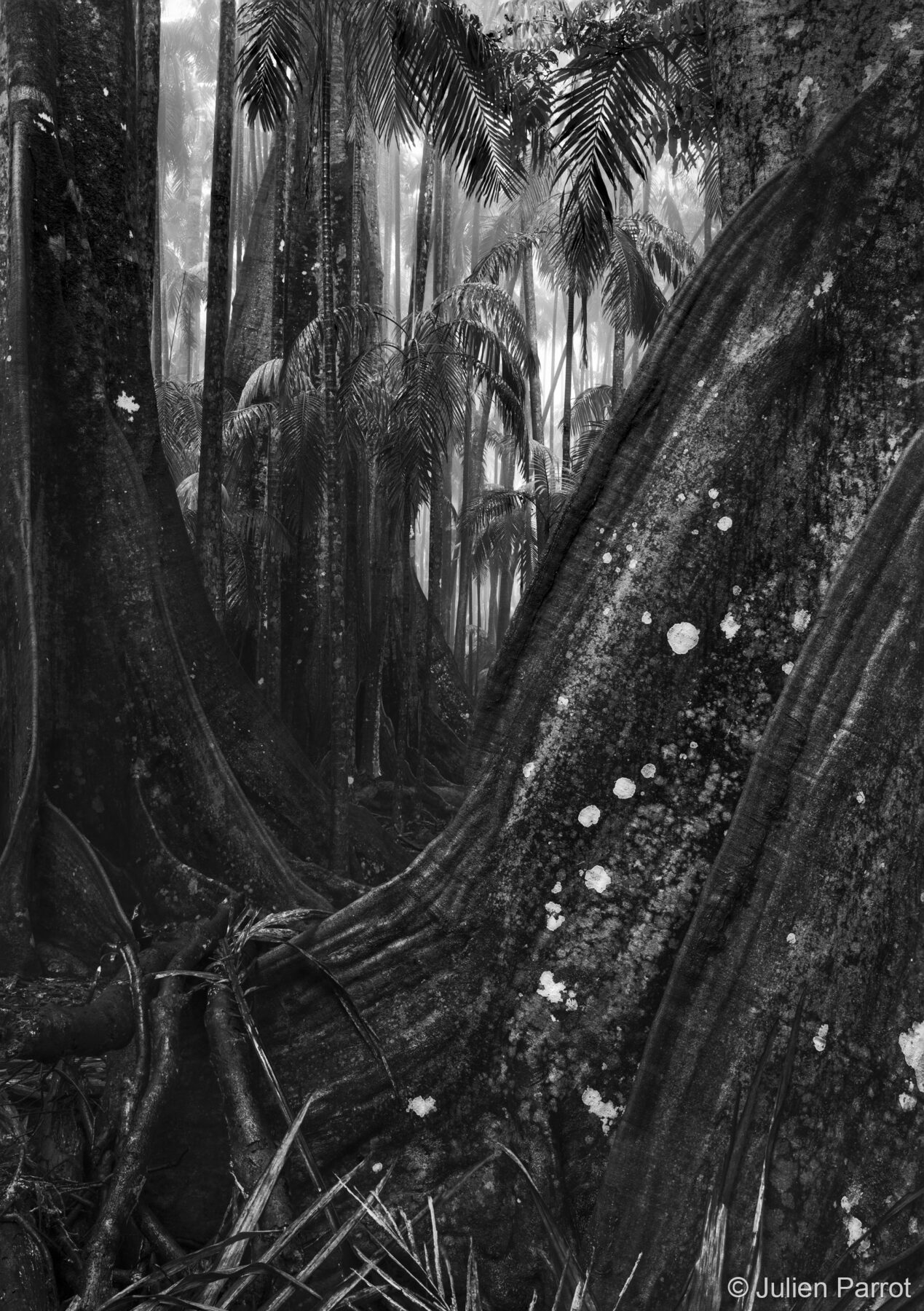 The Giants by Julien Parrot