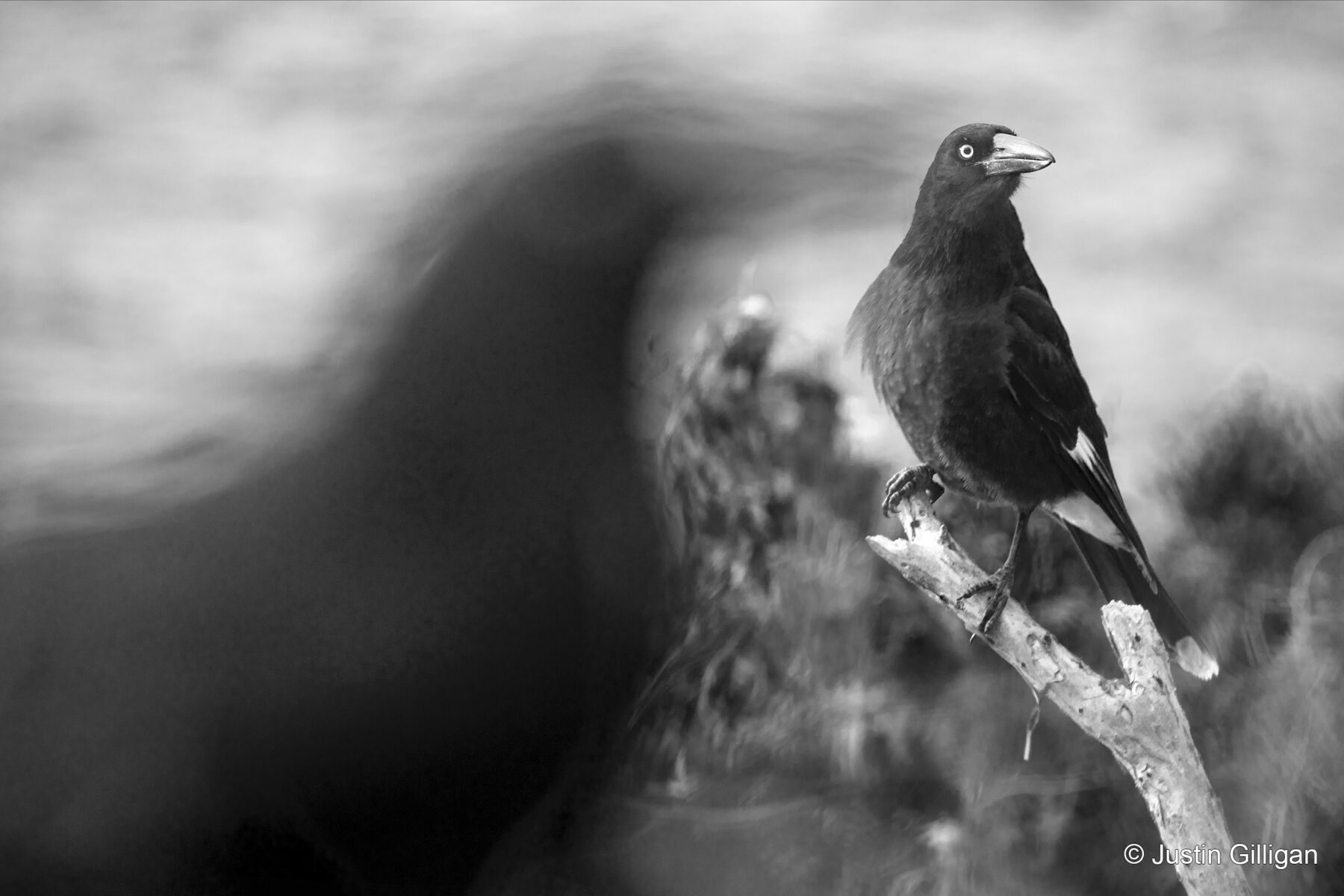 Inquisitive Currawong by Justin Gilligan