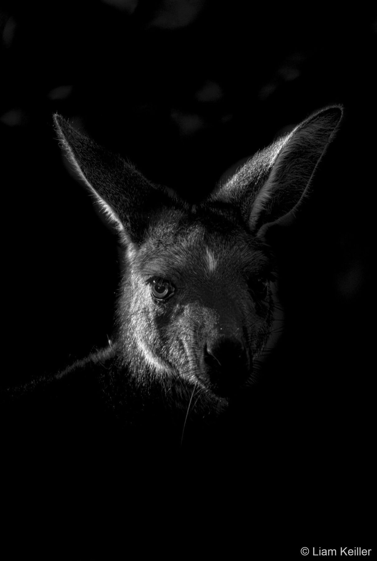 Monochrome Marsupial by Liam Keiller