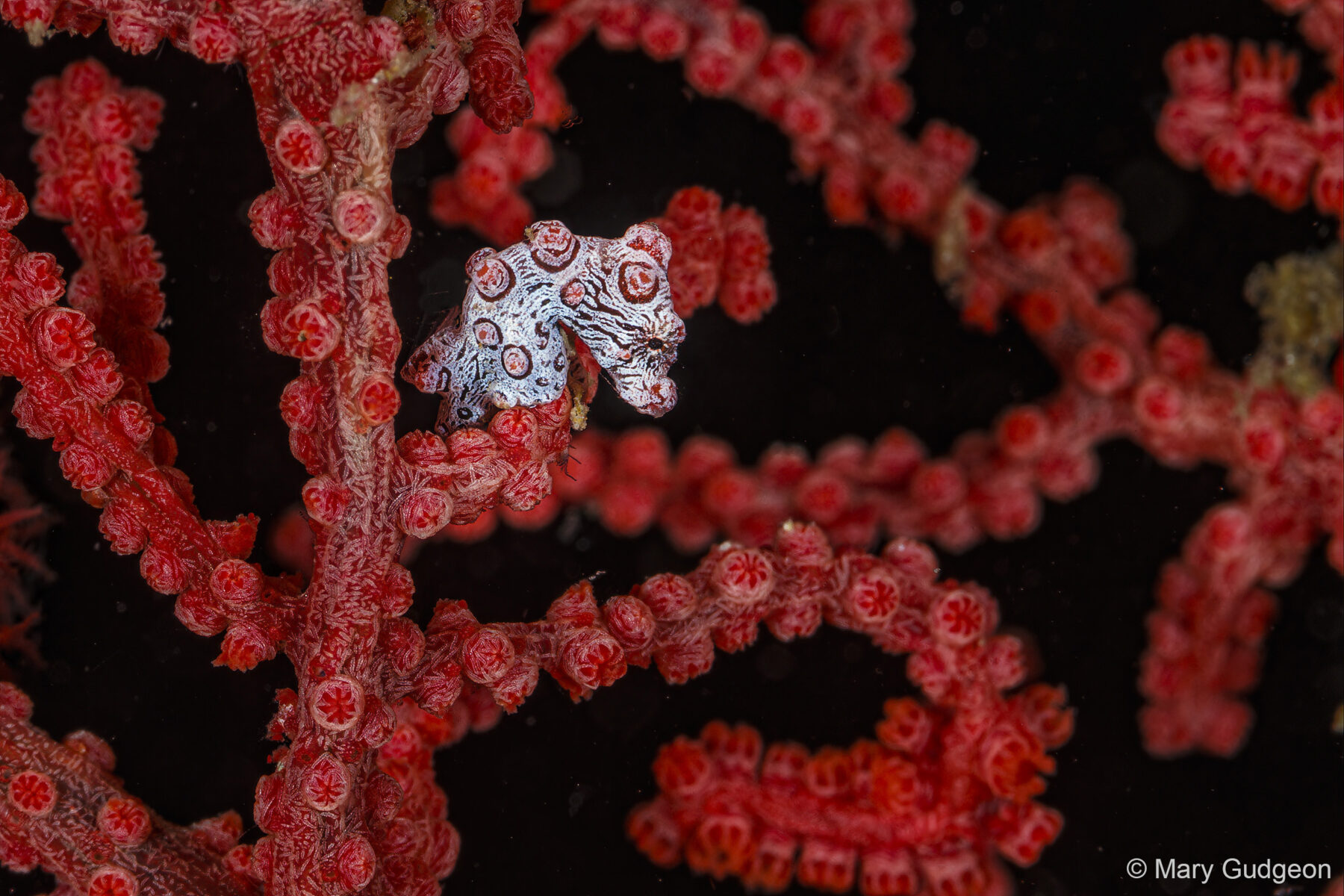 Red Pygmy Seahorse by Mary Gudgeon