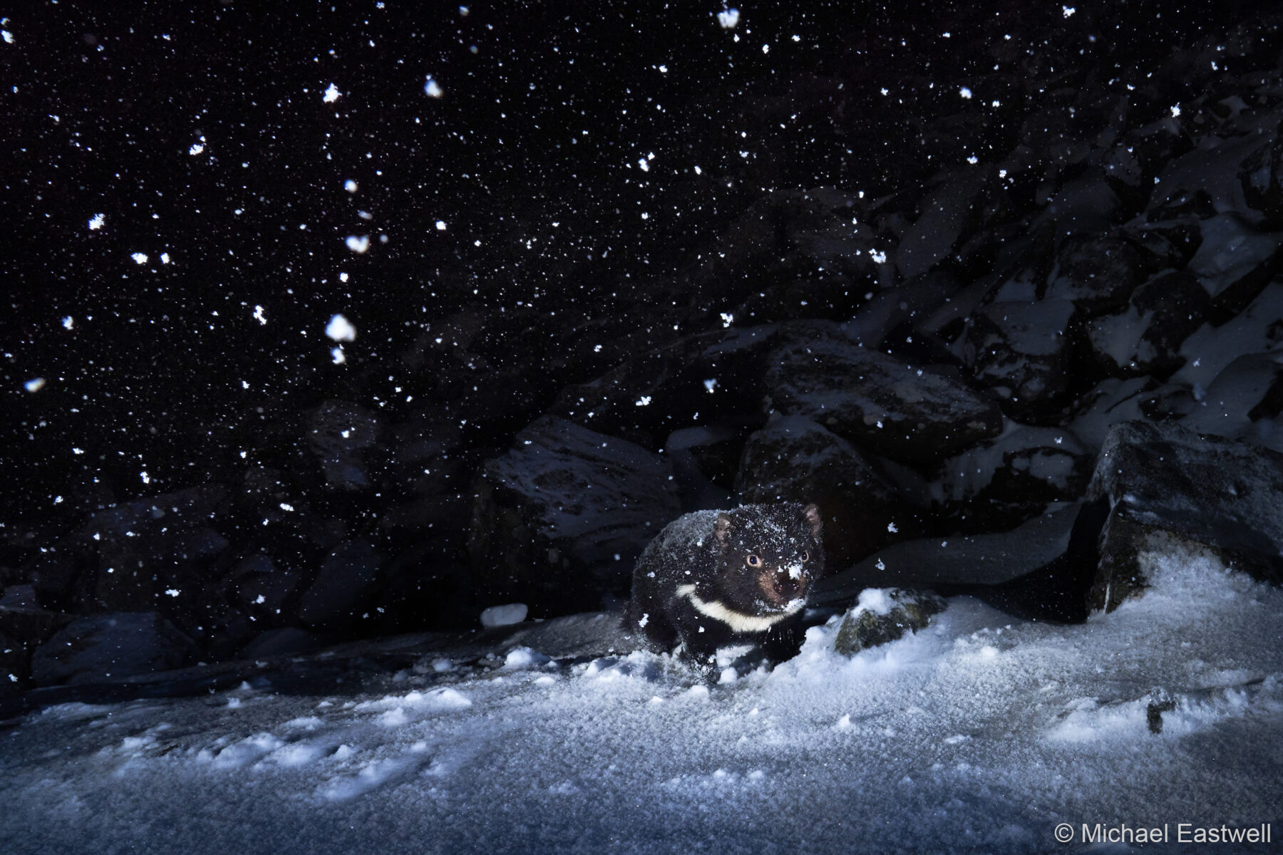 Braving the Conditions by Michael Eastwell