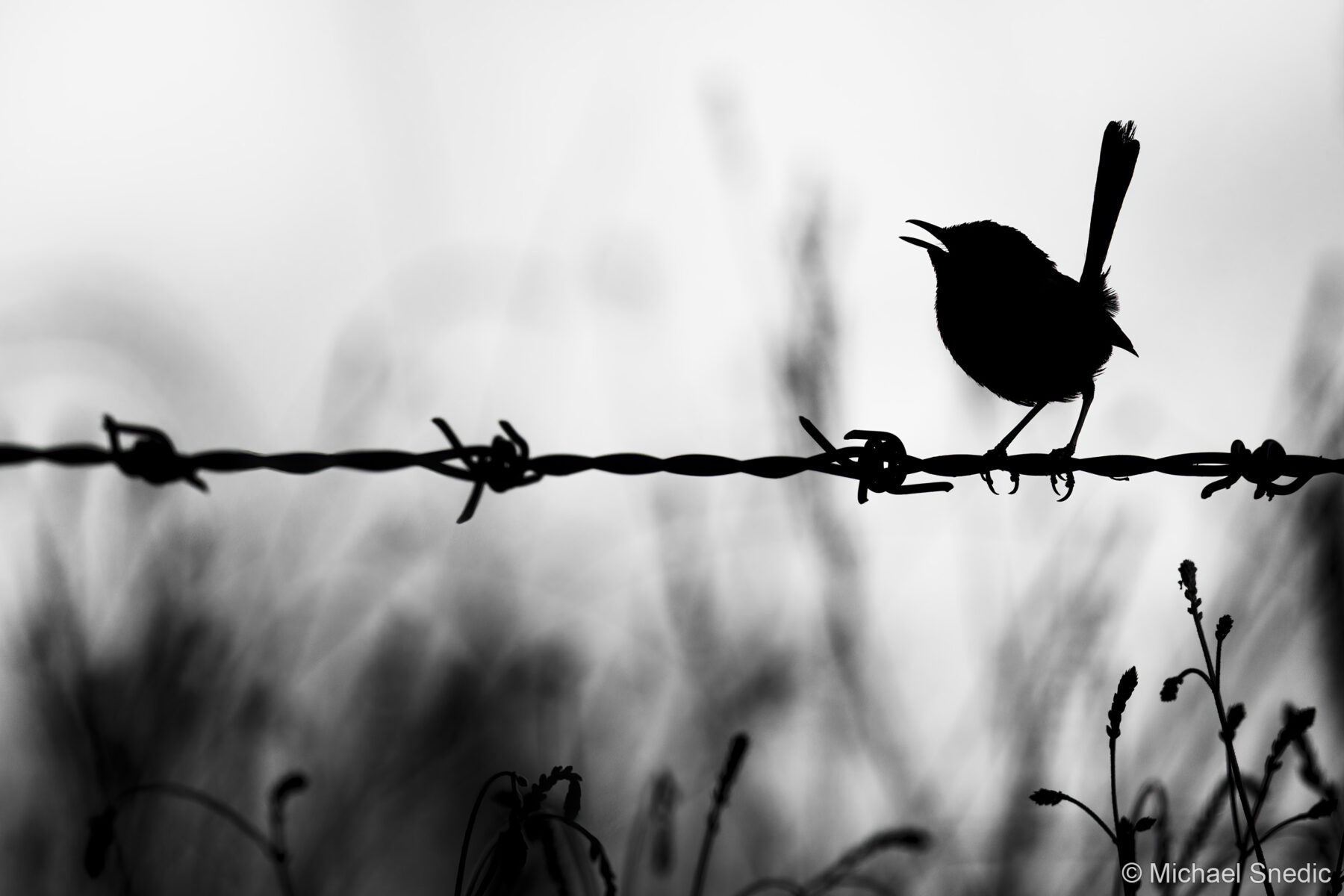 Early Morning Songster by Michael Snedic