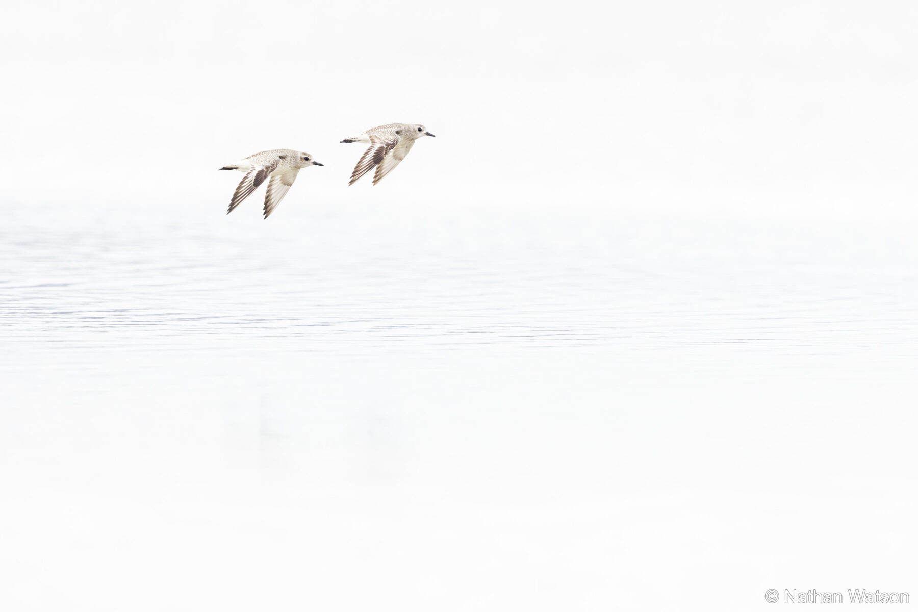 Synchronised Plovers by Nathan Watson