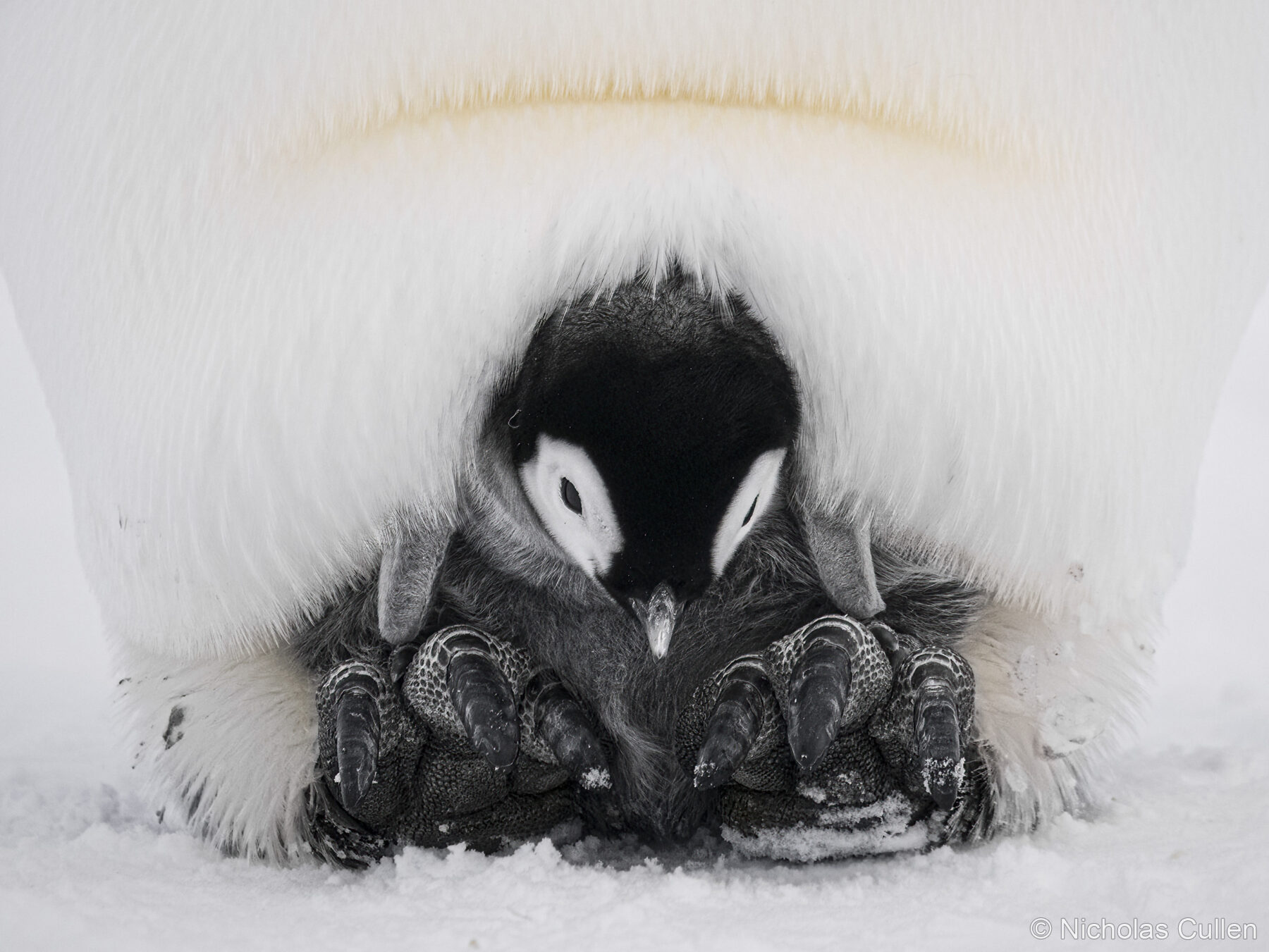 Too Cold Out by Nicholas Cullen