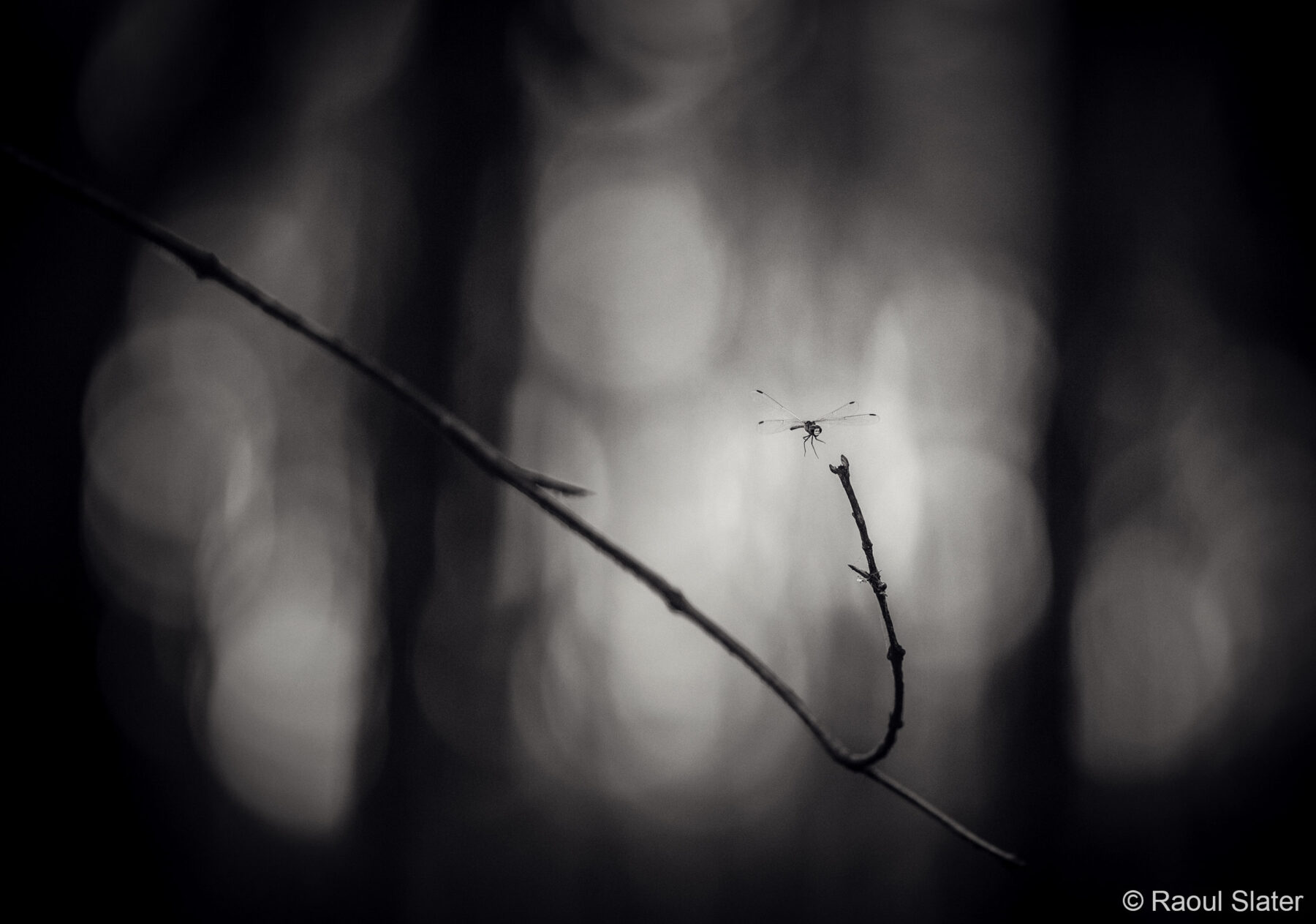 Dragonfly by Roaul Slater