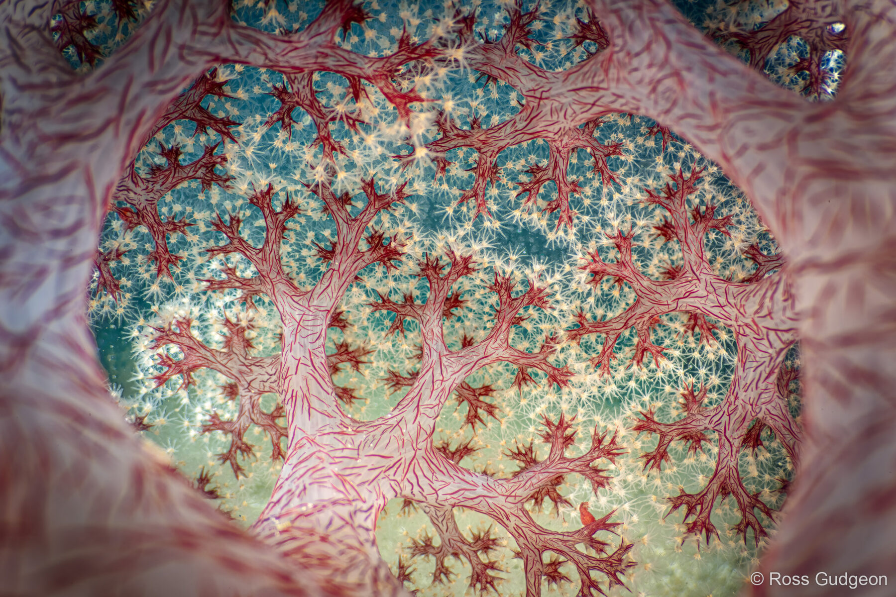 Fractal Forest by Ross Gudgeon