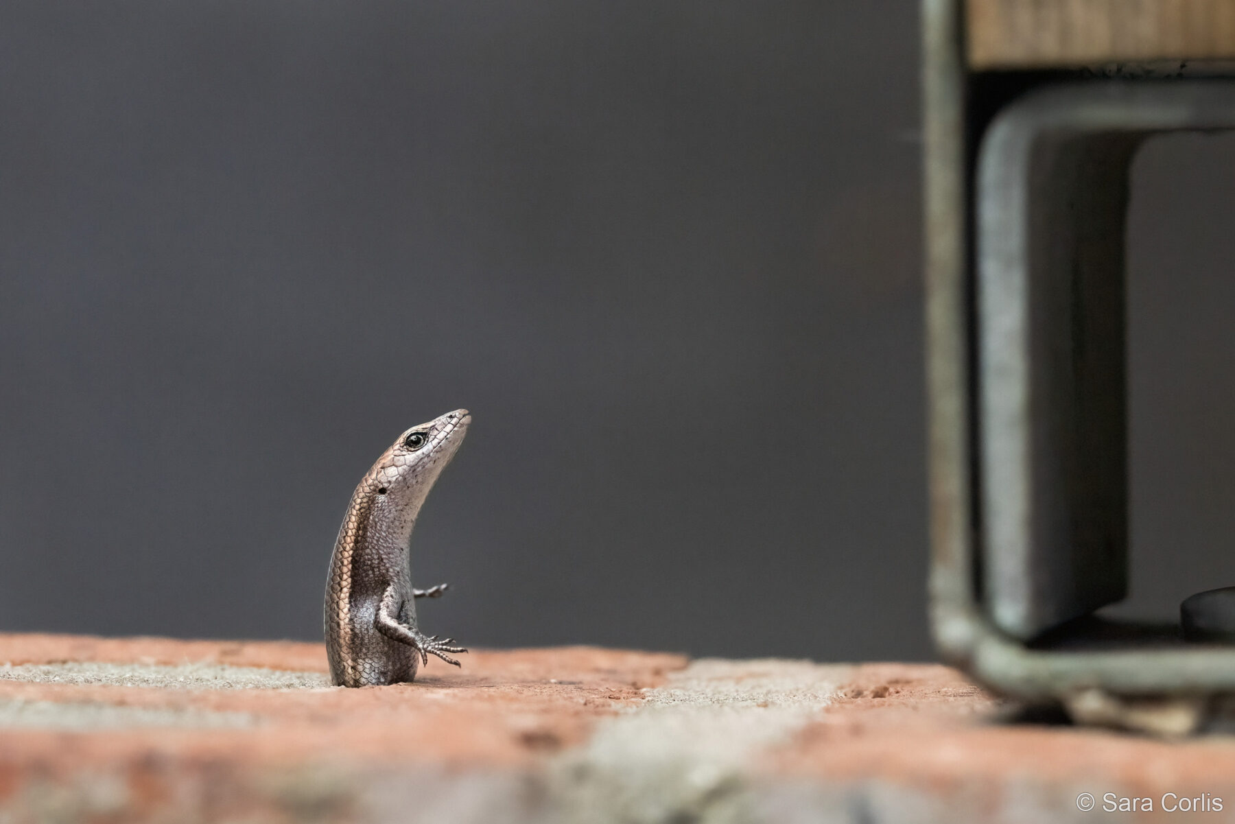 Skink in a Tight Spot by Sara Corlis