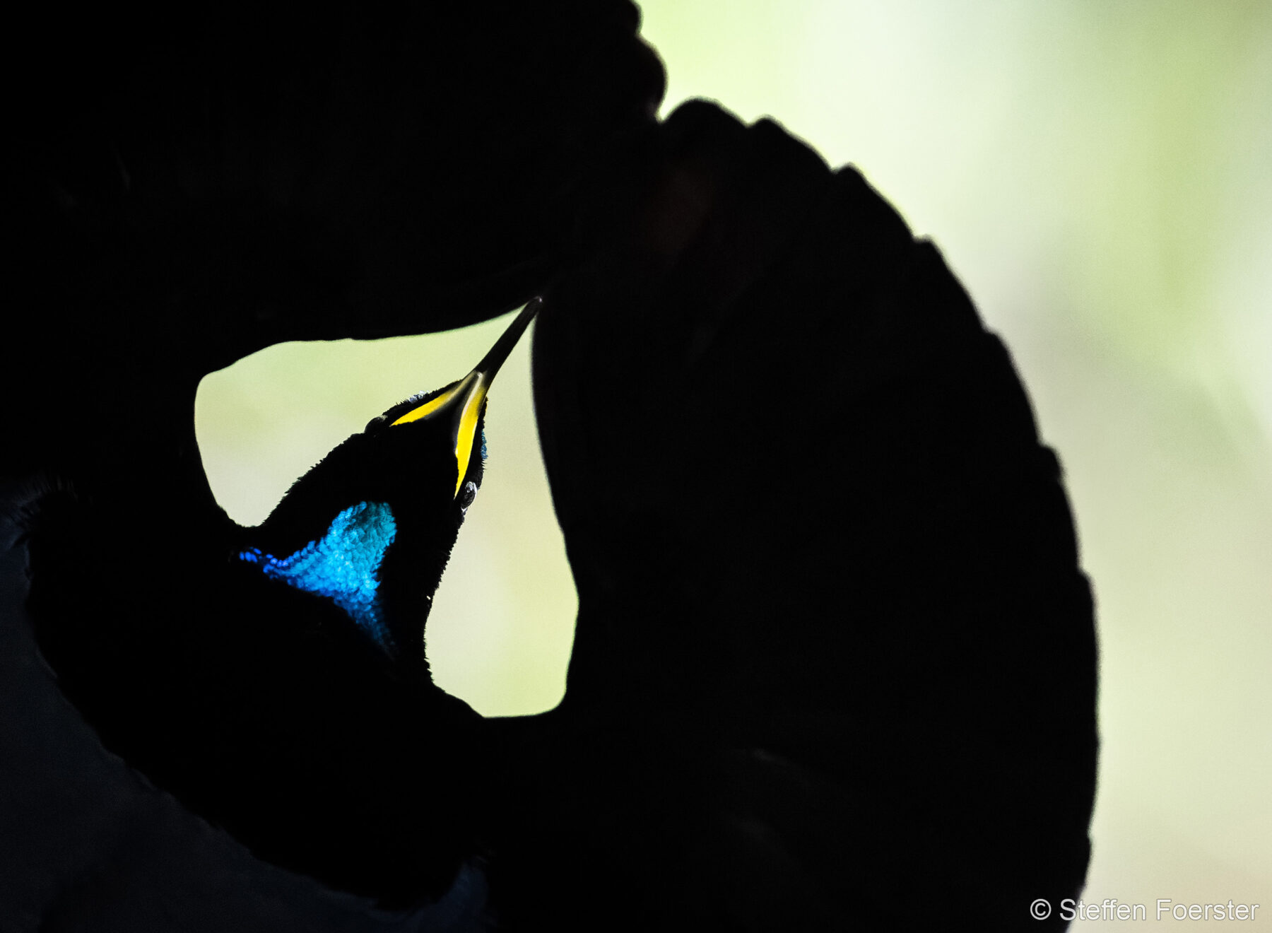 At the Peak of His Game by Steffen Foerster