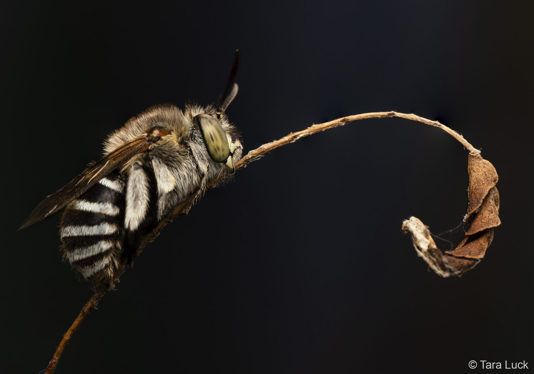 Blue-Banded Bedtime by Tara Luck