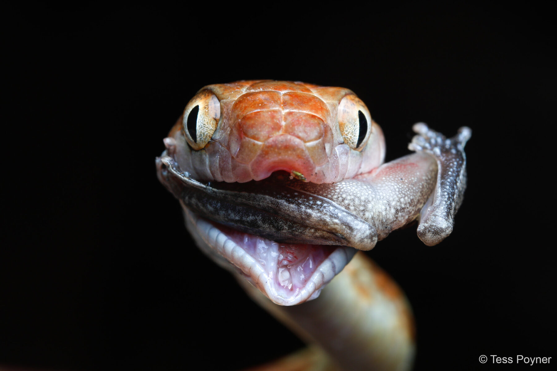 Down the Hatch by Tess Poyner