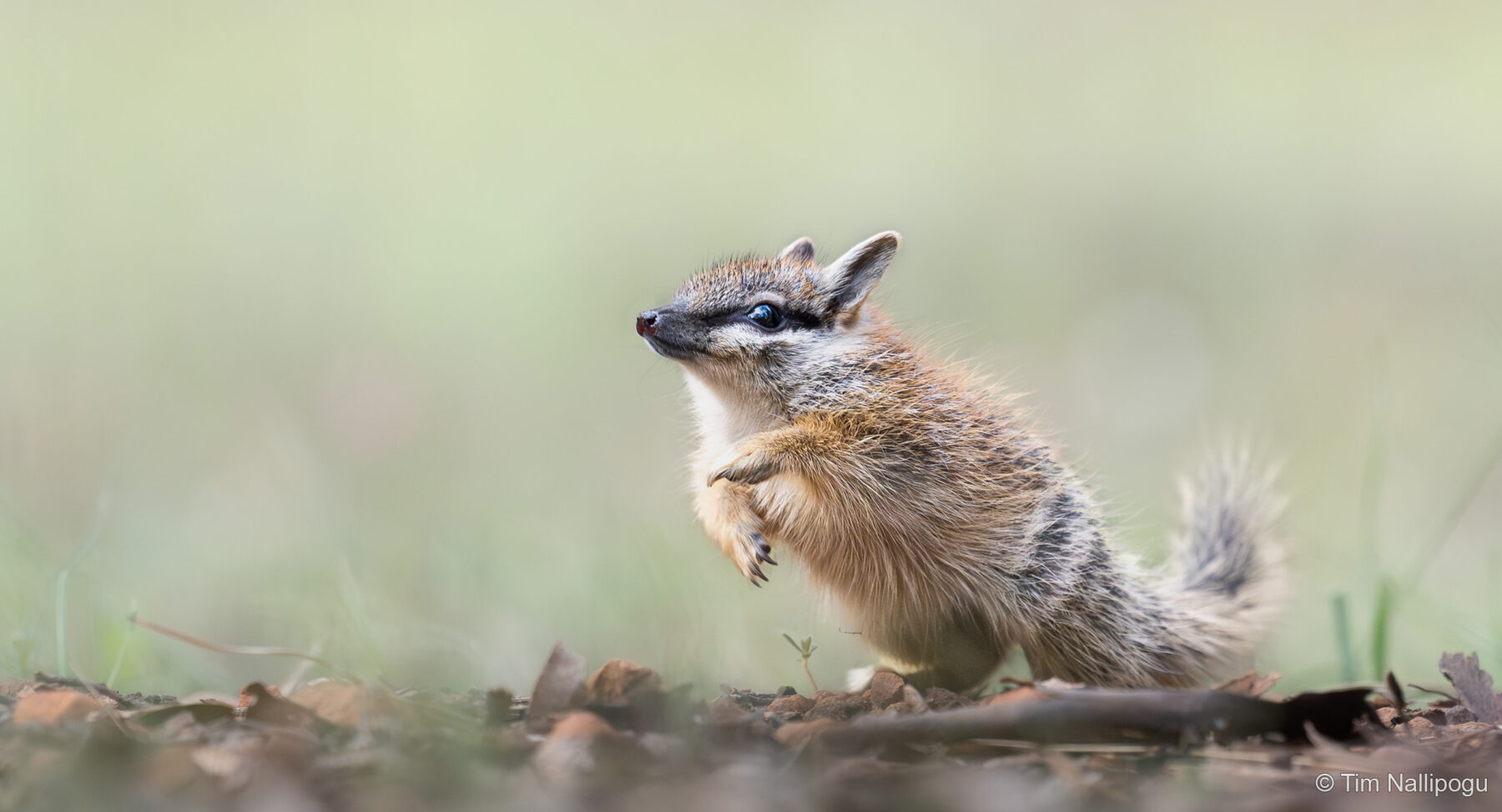 Leaping for Joy by Tim Nallipogu