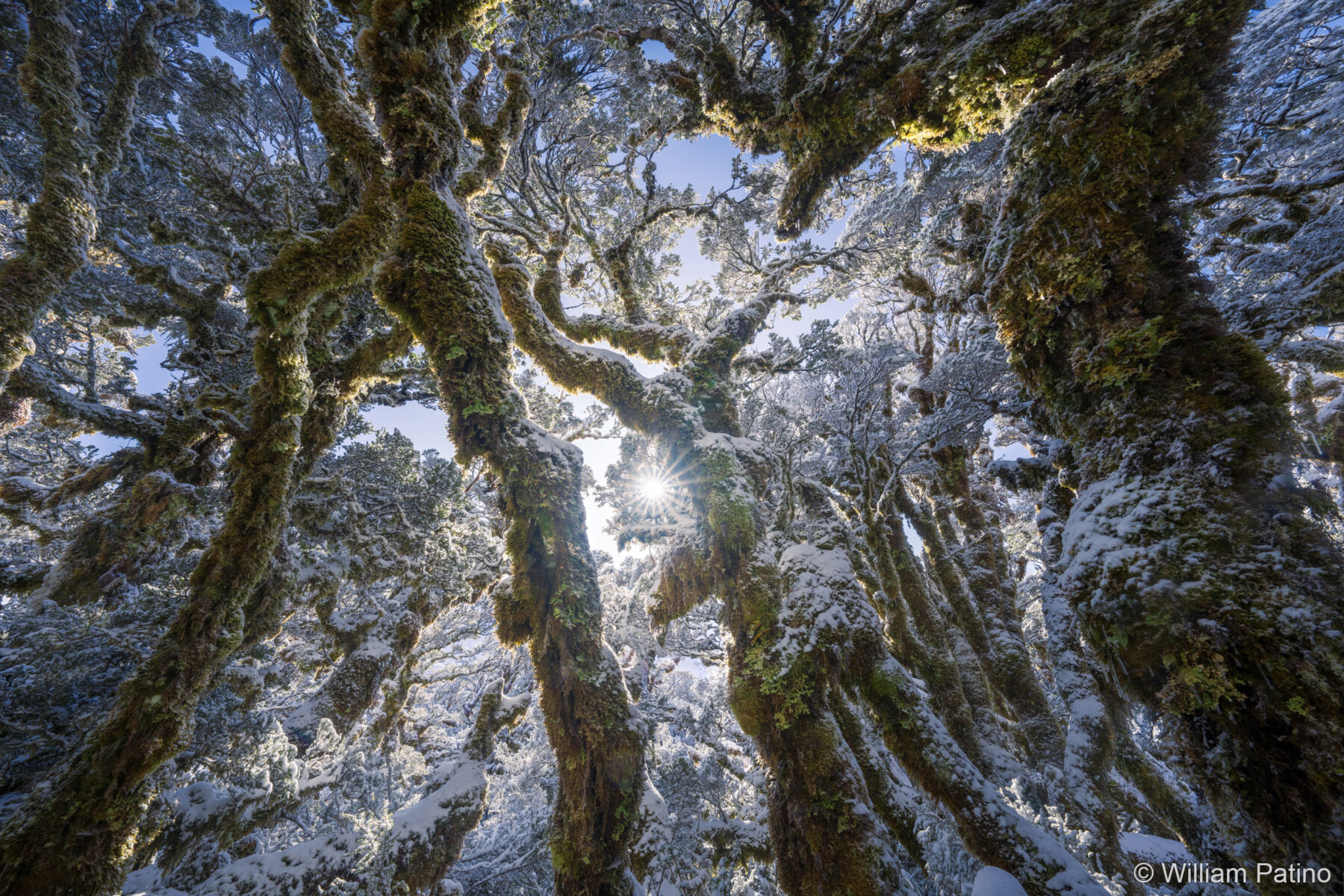 Enchanted Forest by William Patino