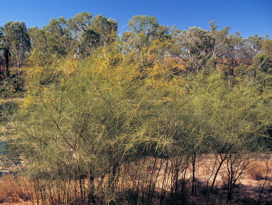Parkinsonia weed