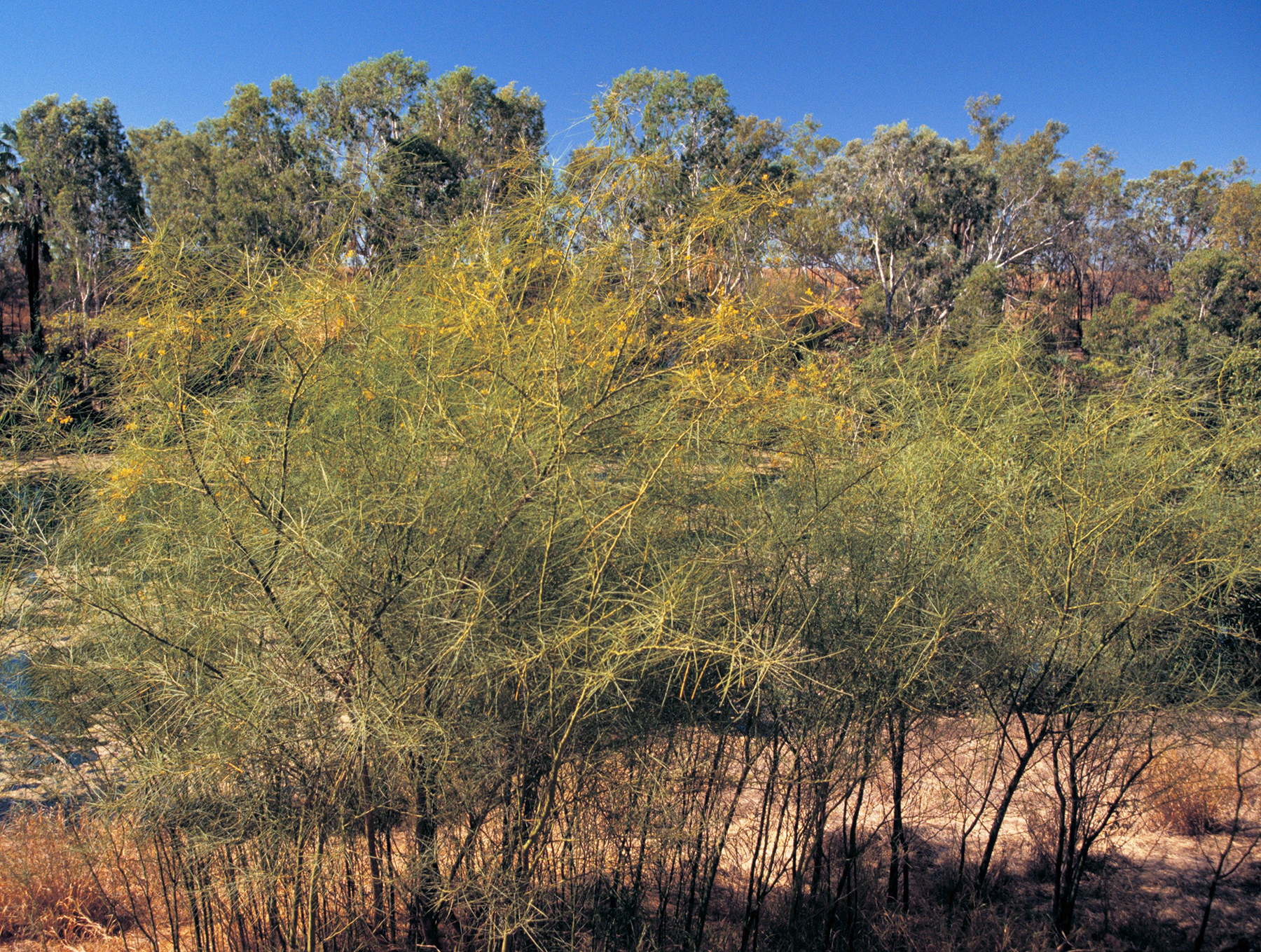 Image for article: Surprising twist in the war on weeds