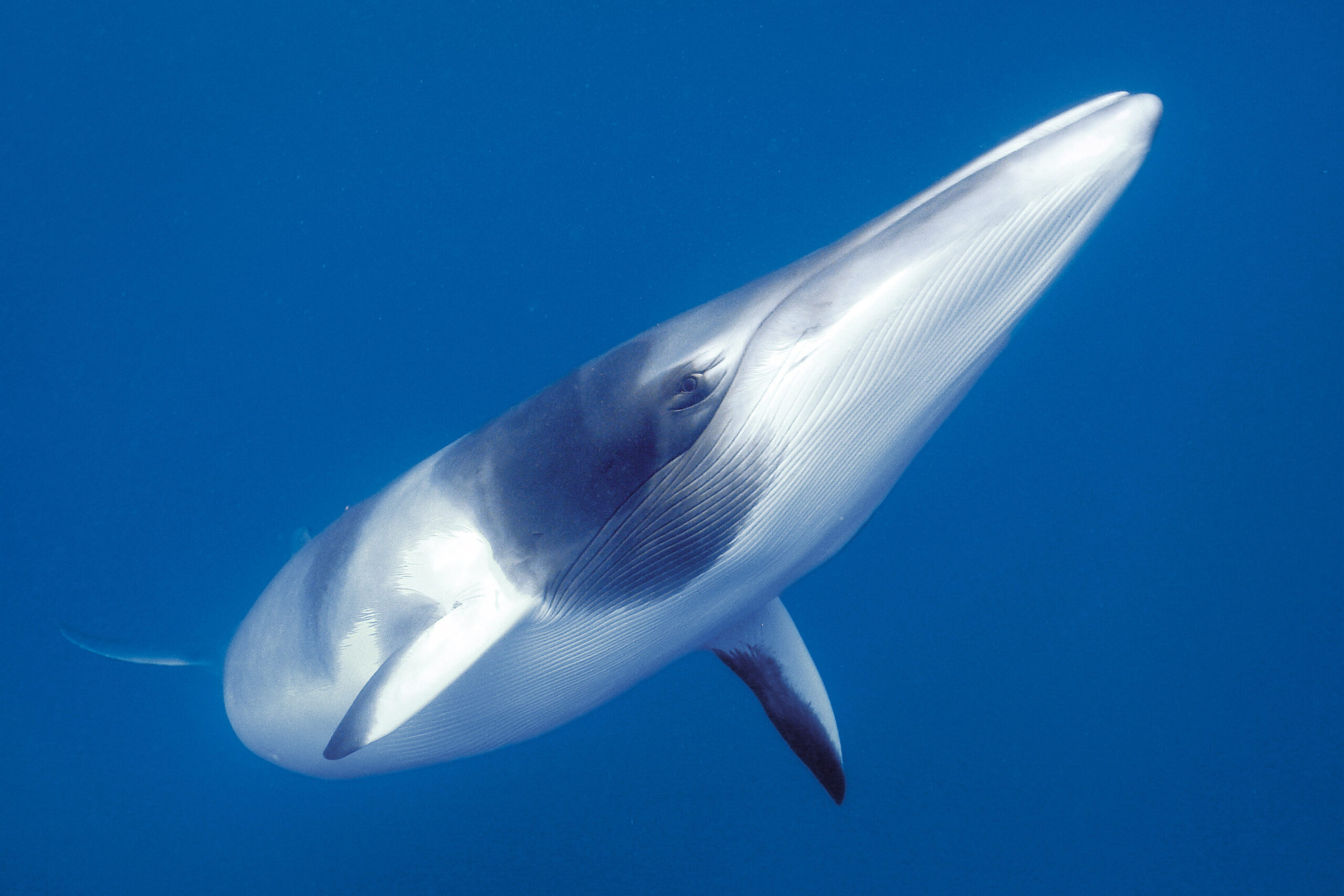 Dwarf minke whale
