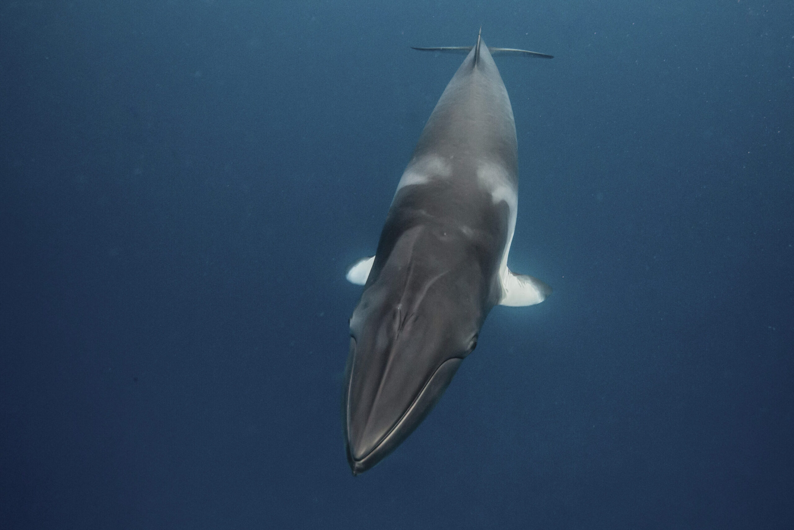Dwarf minke whale