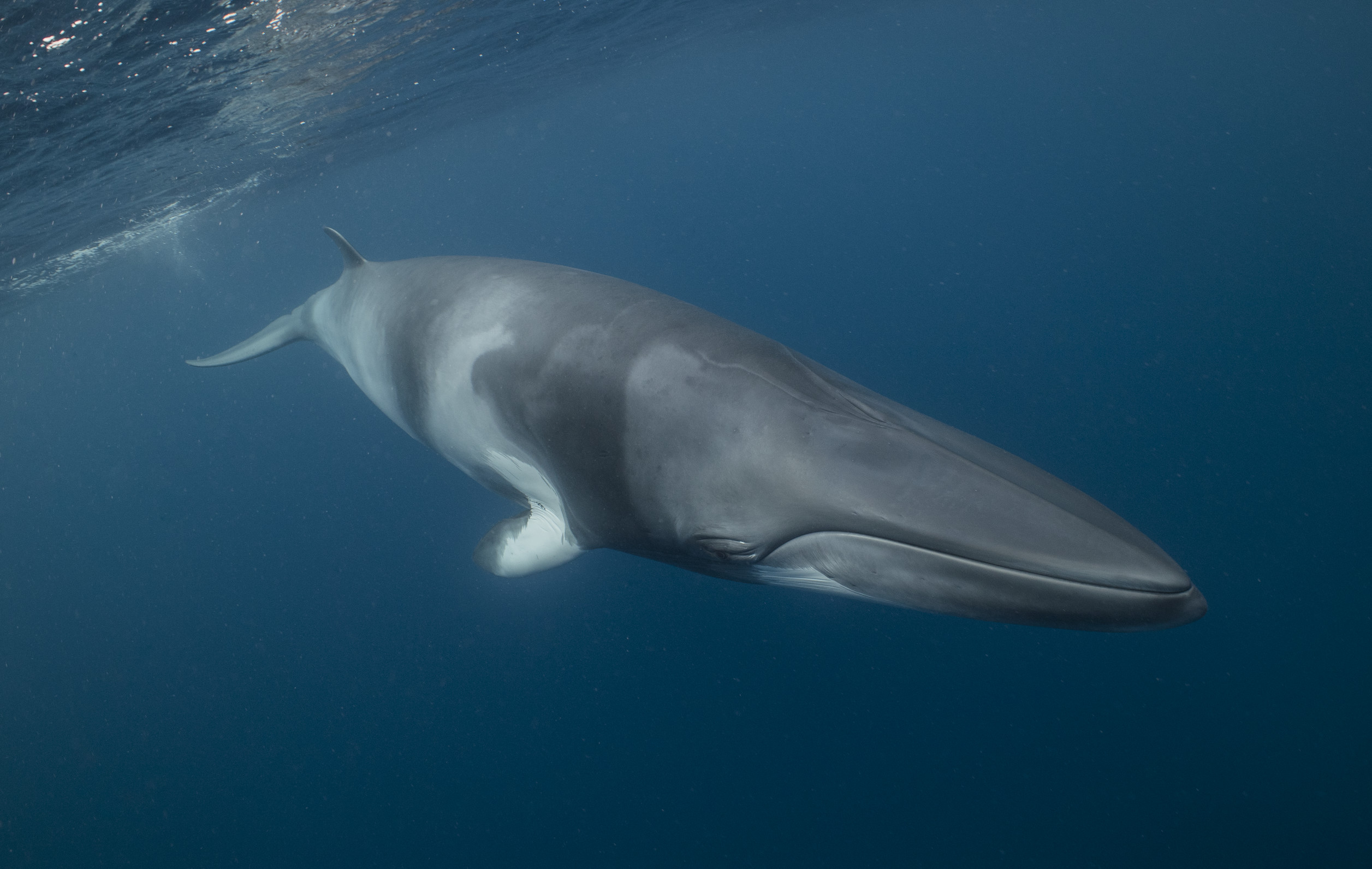 Image for article: Dwarf minke whale’s call sounds just like a lightsaber