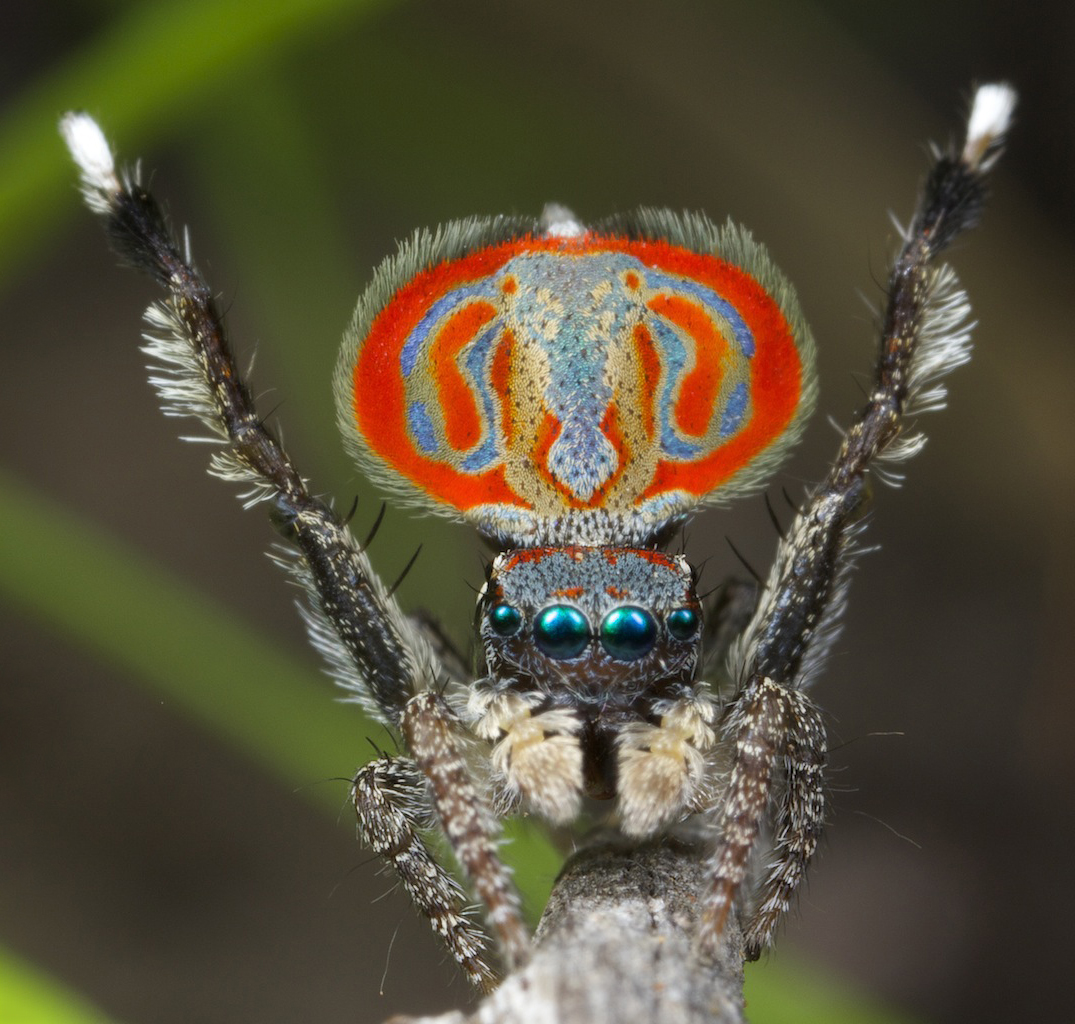 A male peacock spider's courtship display