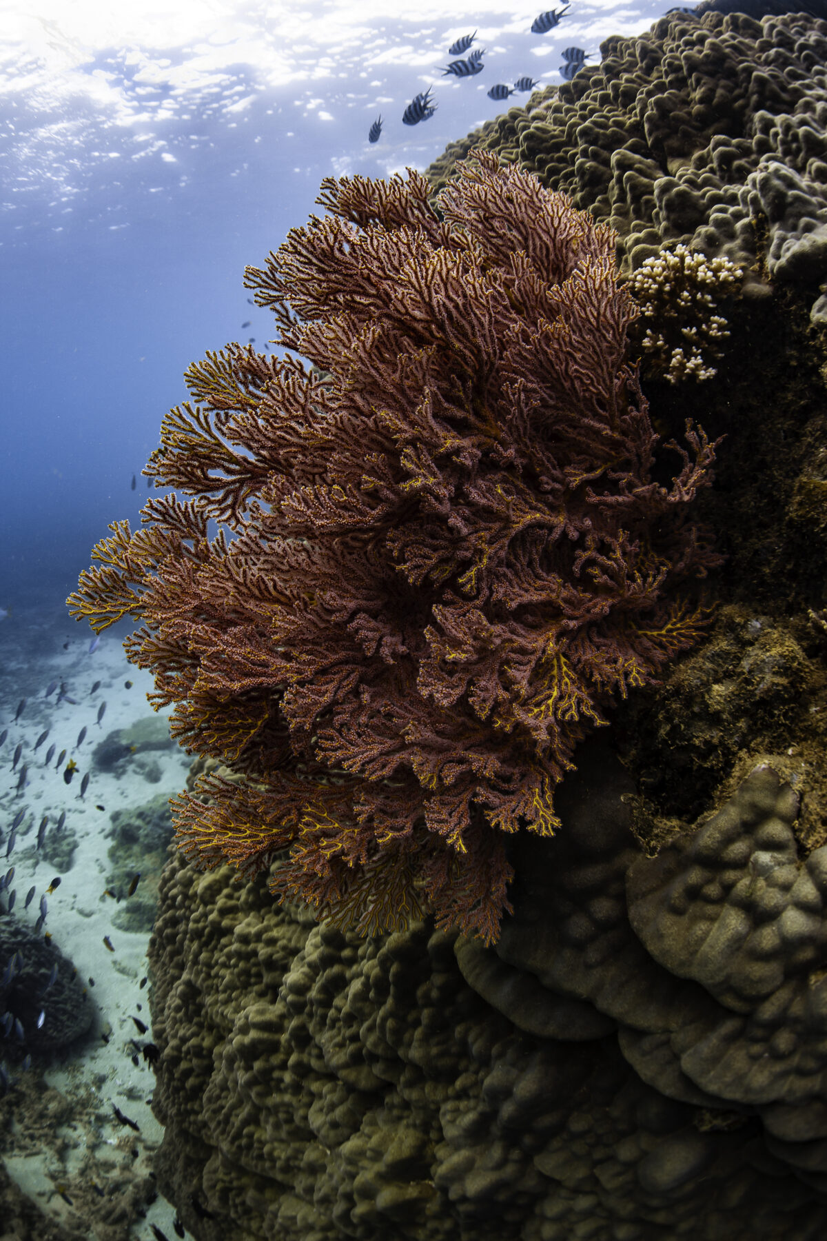 Healthy coral on Ningaloo Reef