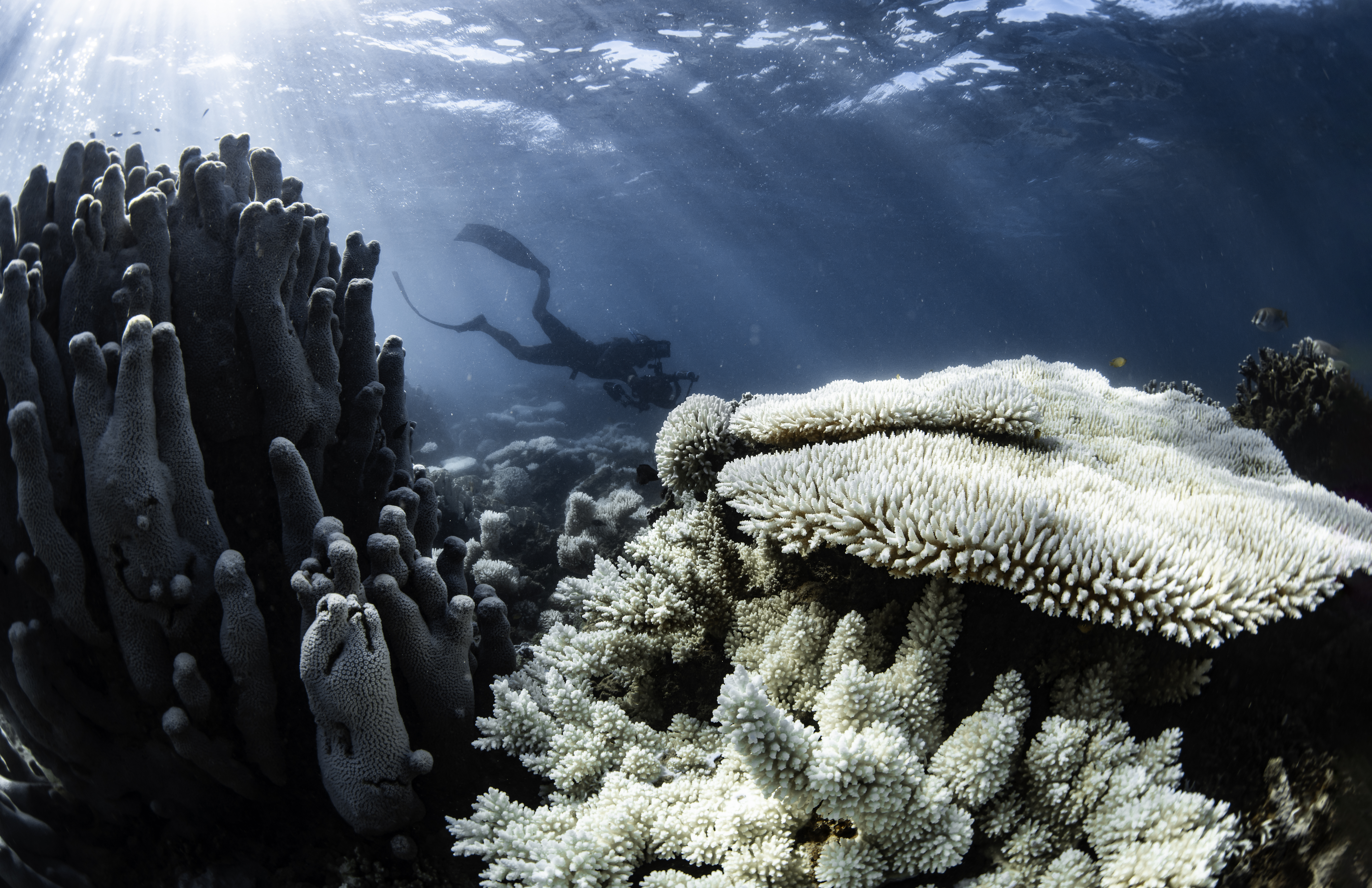 Stressed corals inside Ningaloo’s Tantabiddi Sanctuary Zone