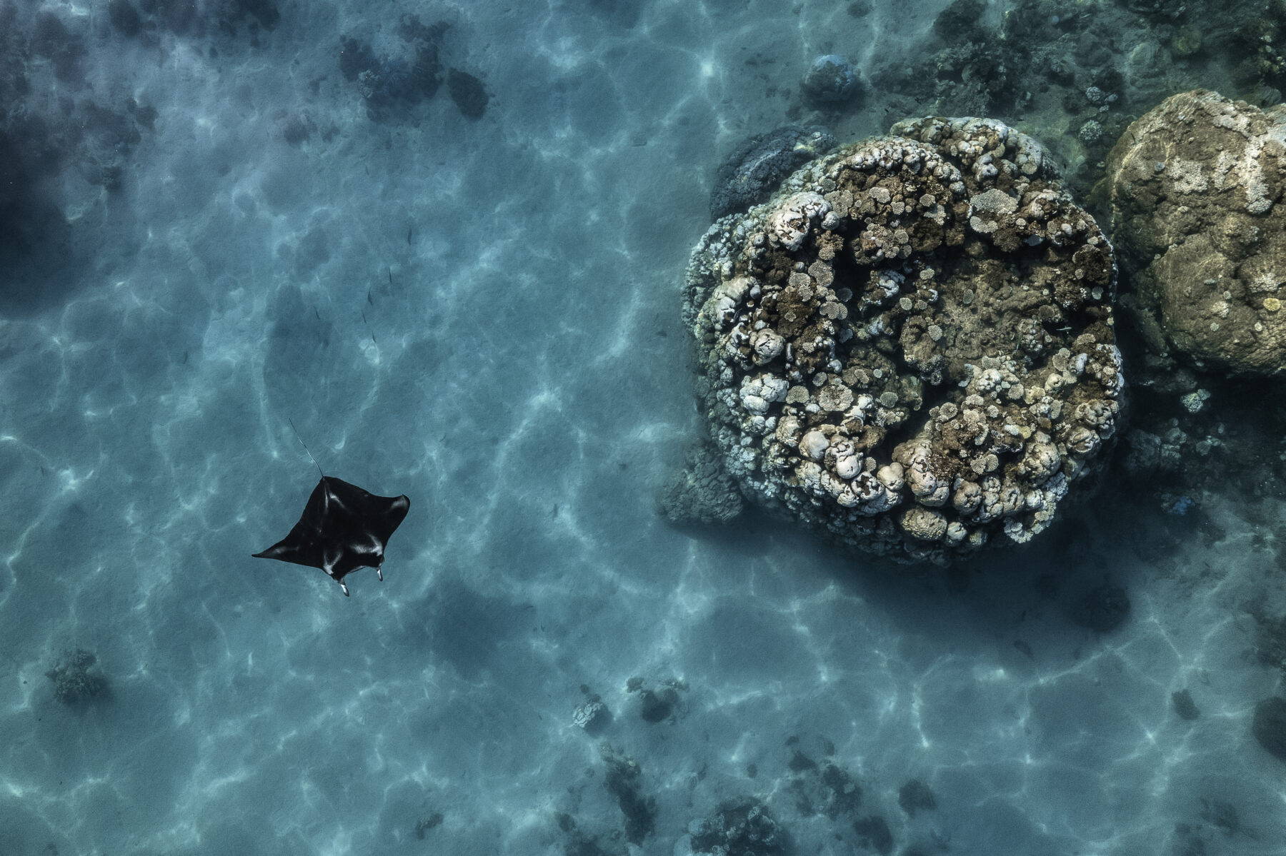 A manta ray cruises alongside bleached corals in Ningaloo’s shallow inner reef lagoon