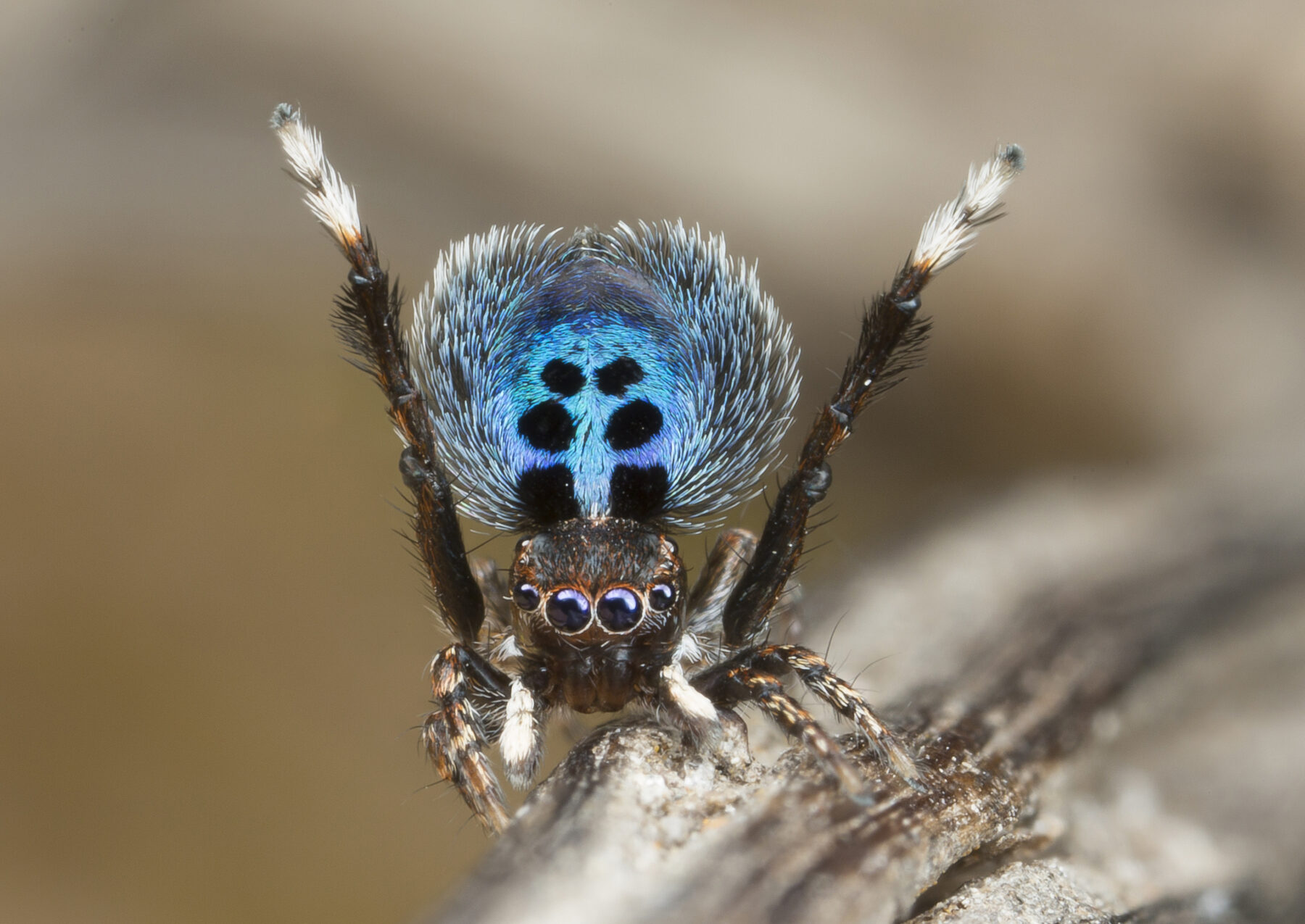 A male peacock spider's courtship display