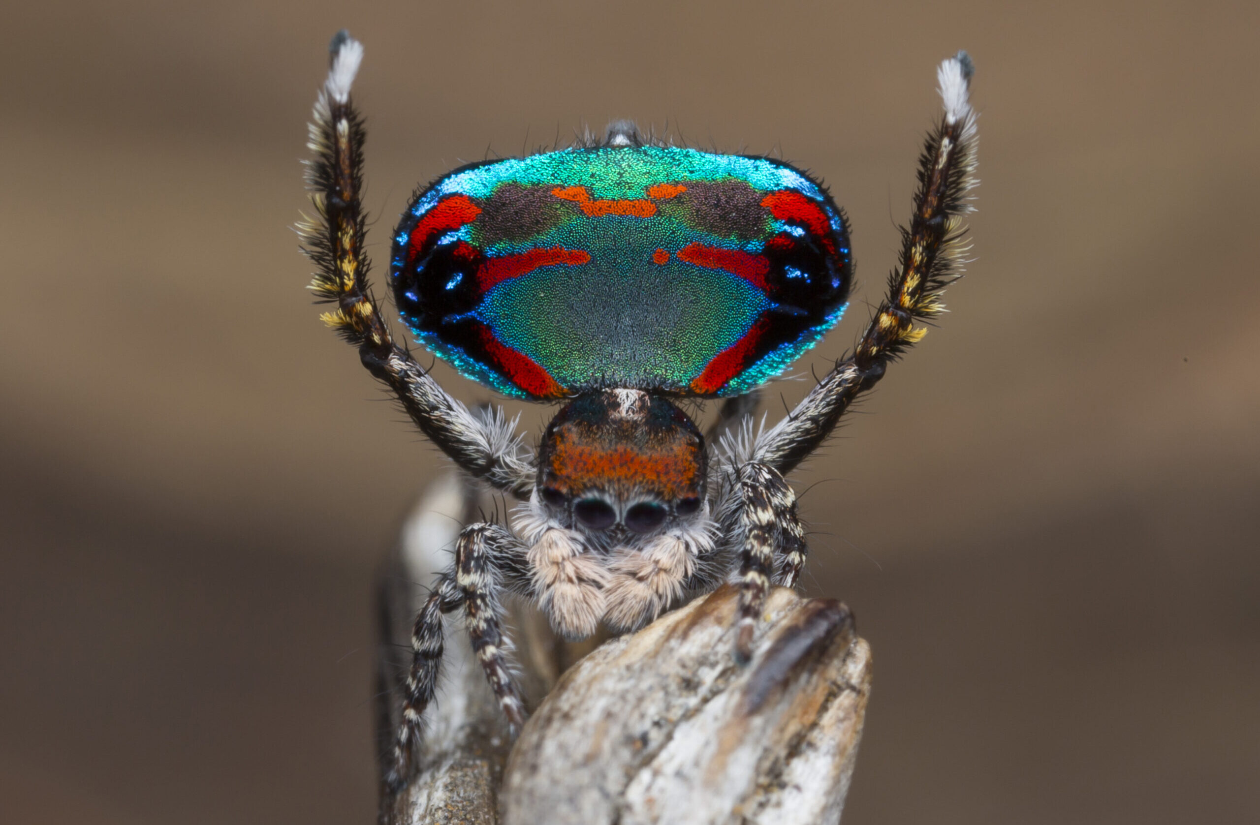 Image for article: Peacock spiders: More than meets the eye