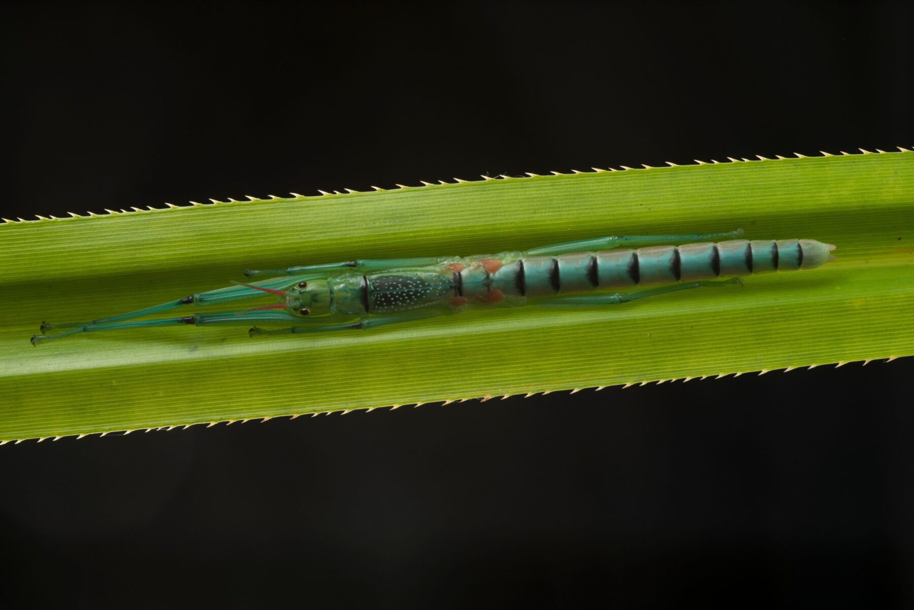 Peppermint stick insect