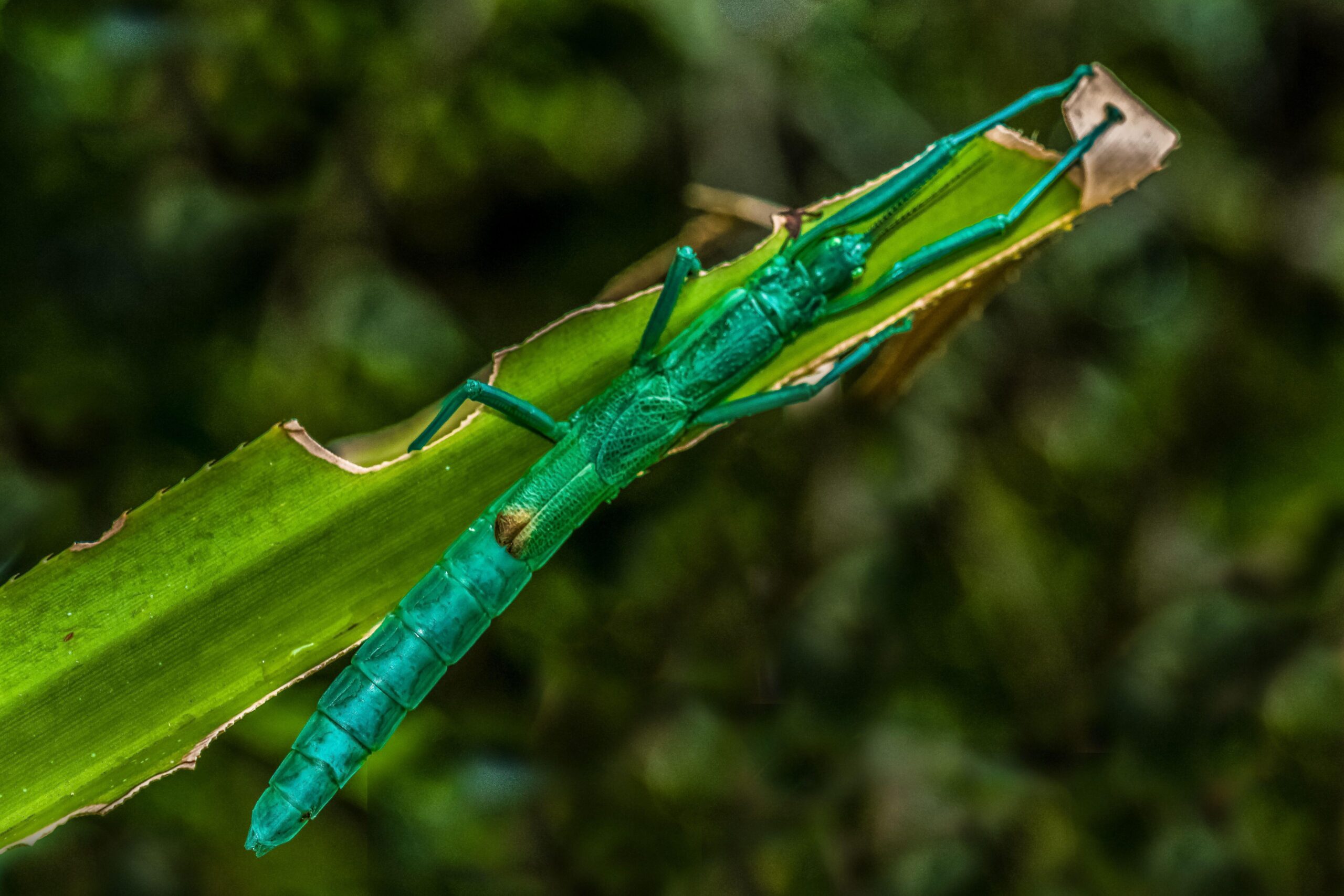 Peppermint stick insect