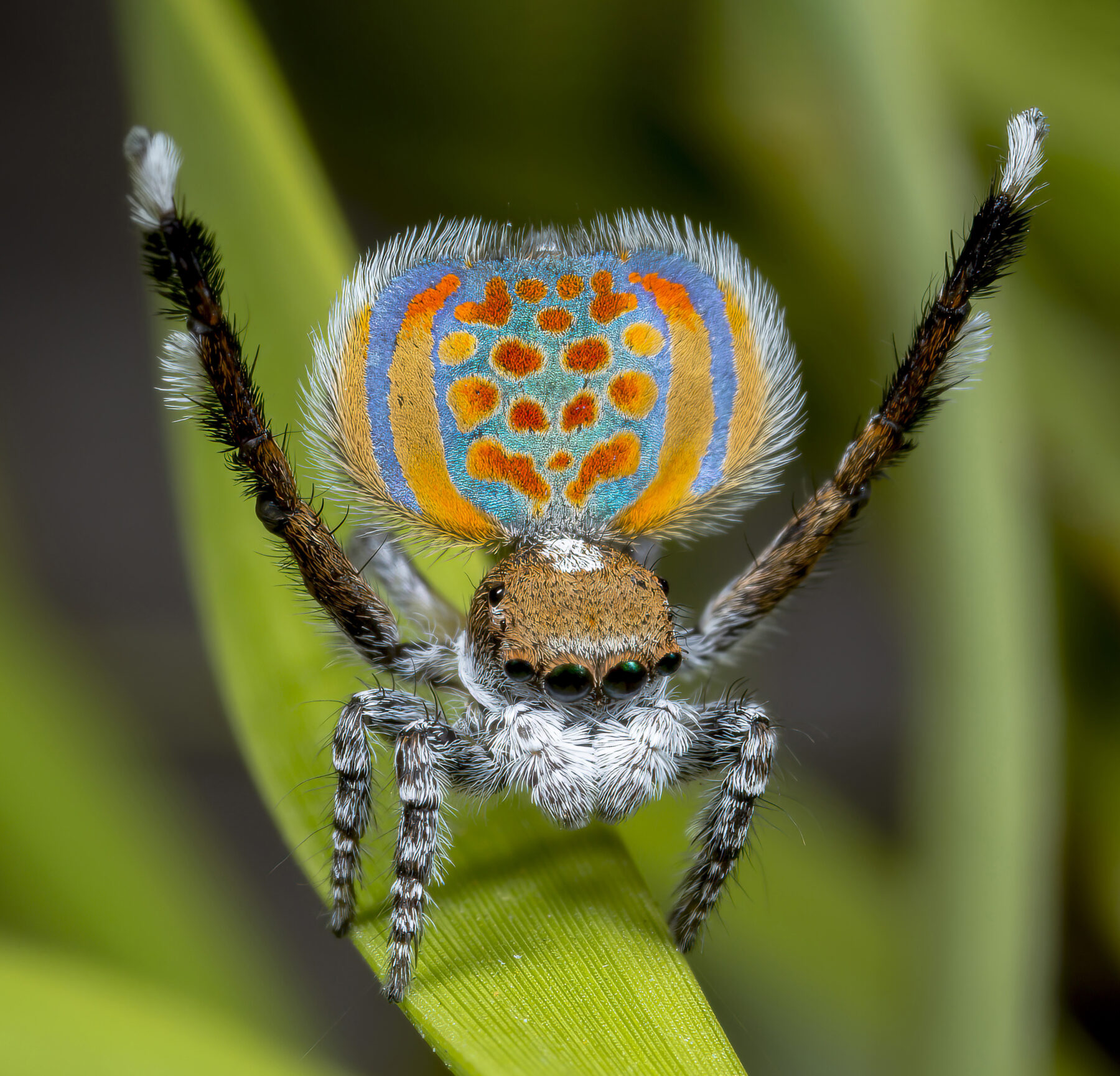 A male peacock spider's courtship display
