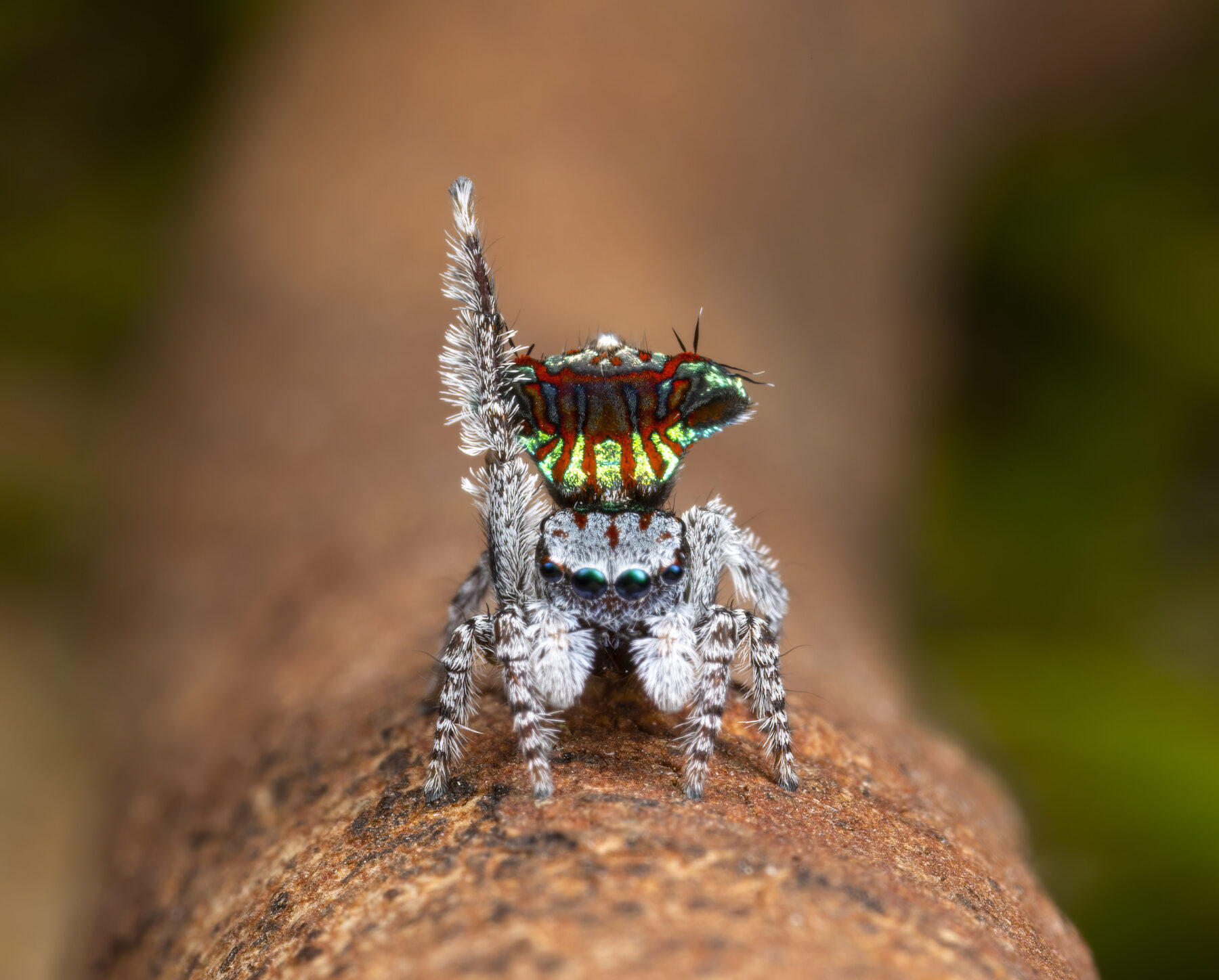 A male peacock spider's courtship display