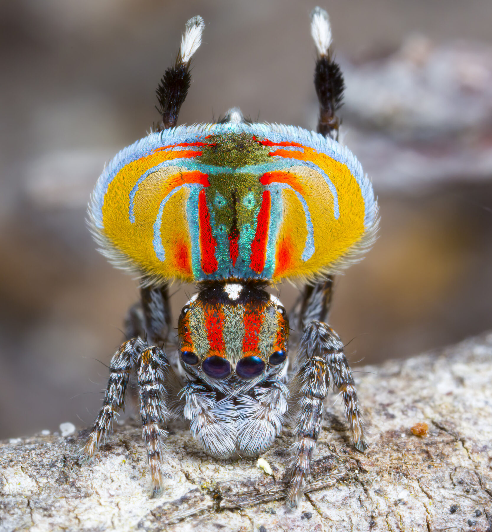 A male peacock spider's courtship display