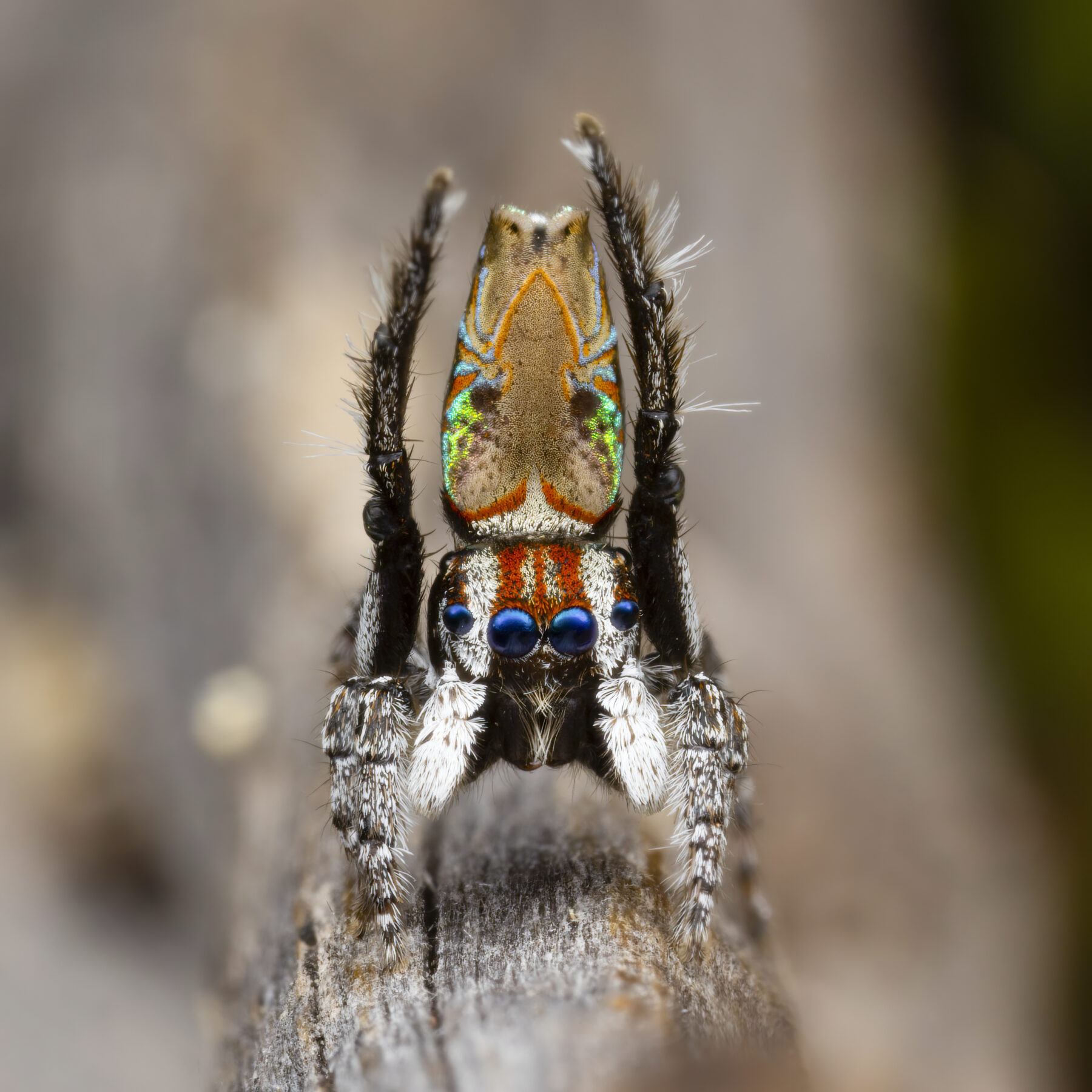 A male peacock spider's courtship display