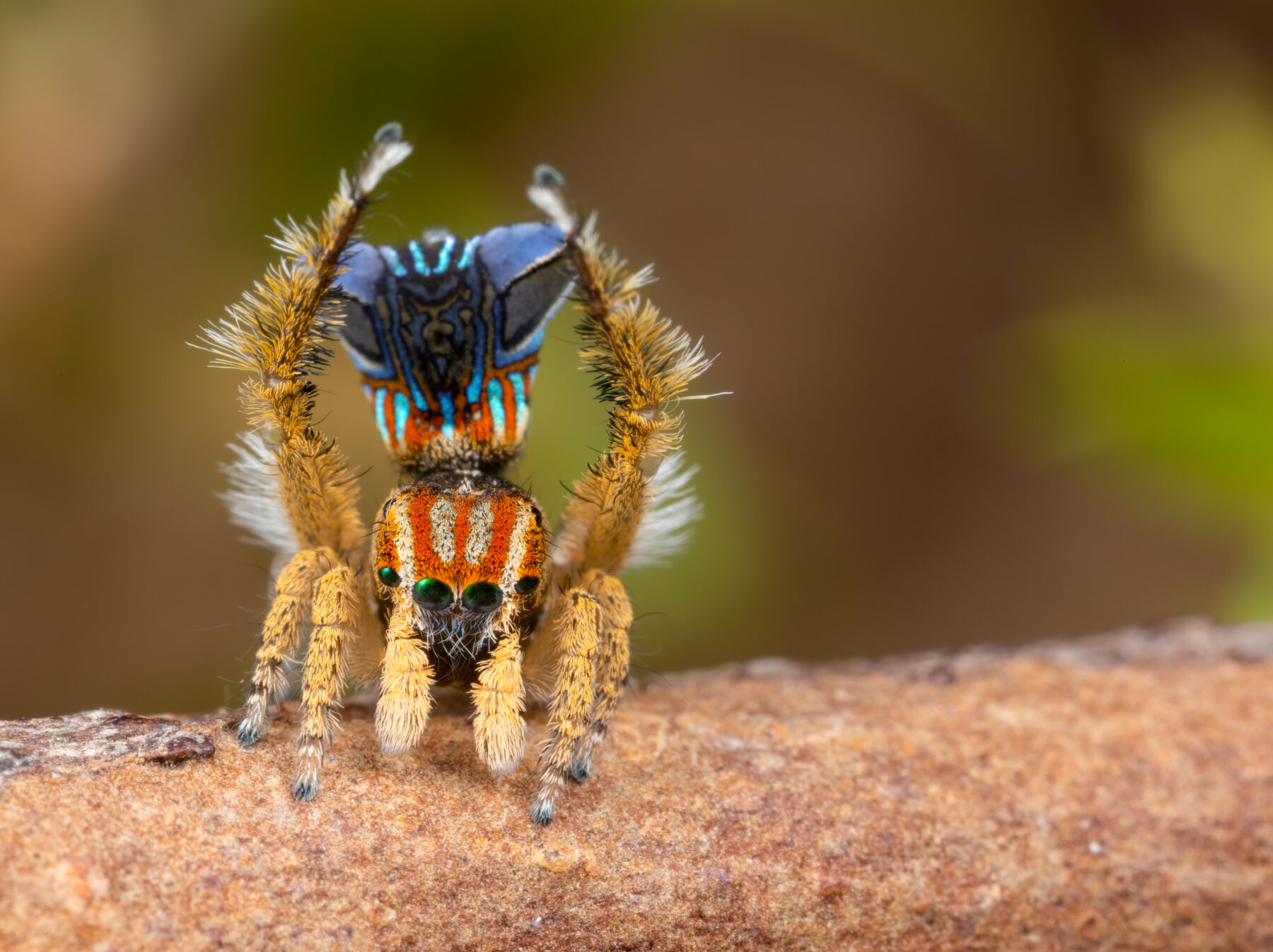 A male peacock spider's courtship display