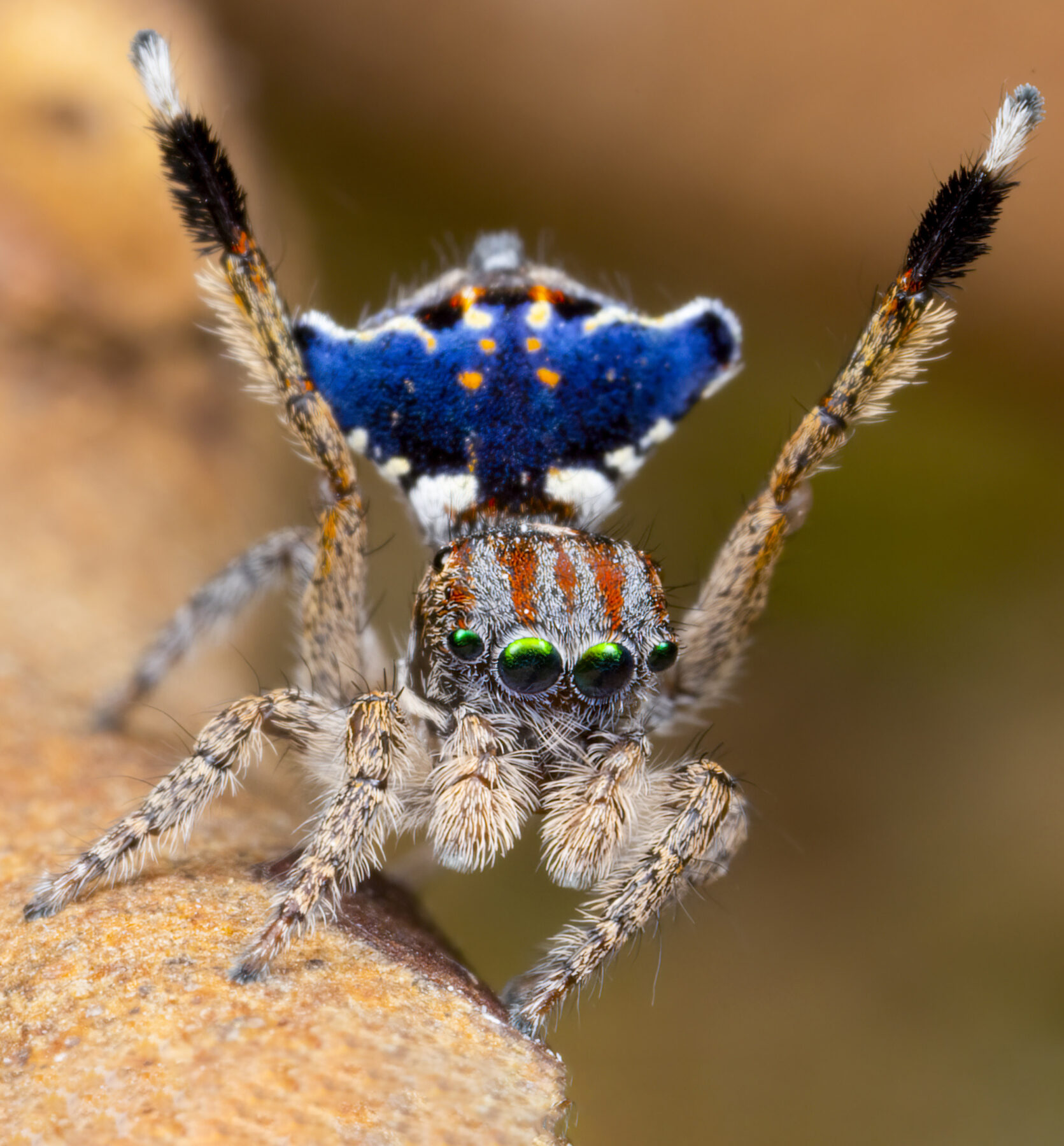 A male peacock spider's courtship display