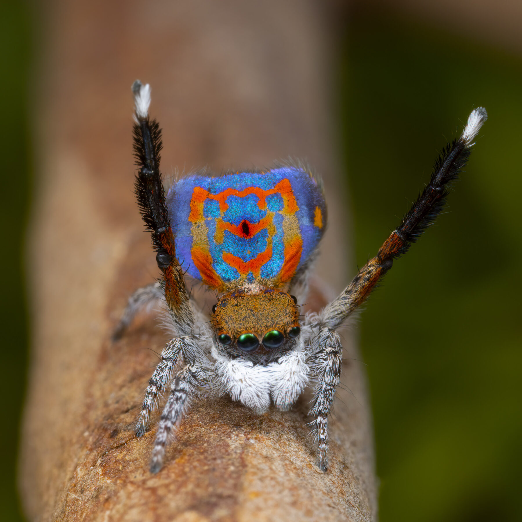 A male peacock spider's courtship display