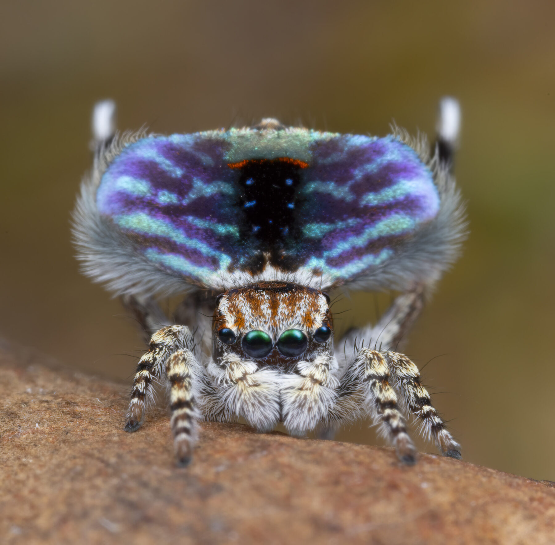 A male peacock spider's courtship display