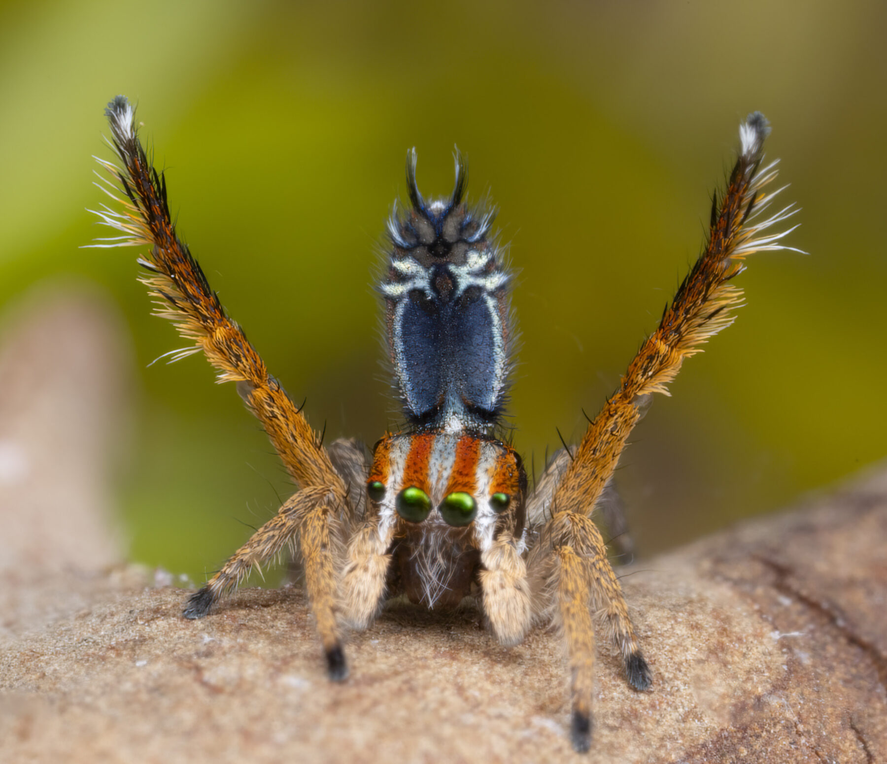 A male peacock spider's courtship display