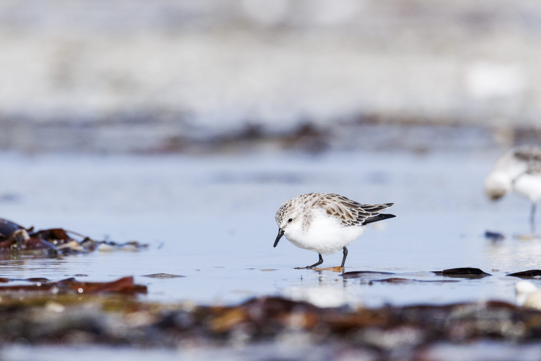 A red-necked stint