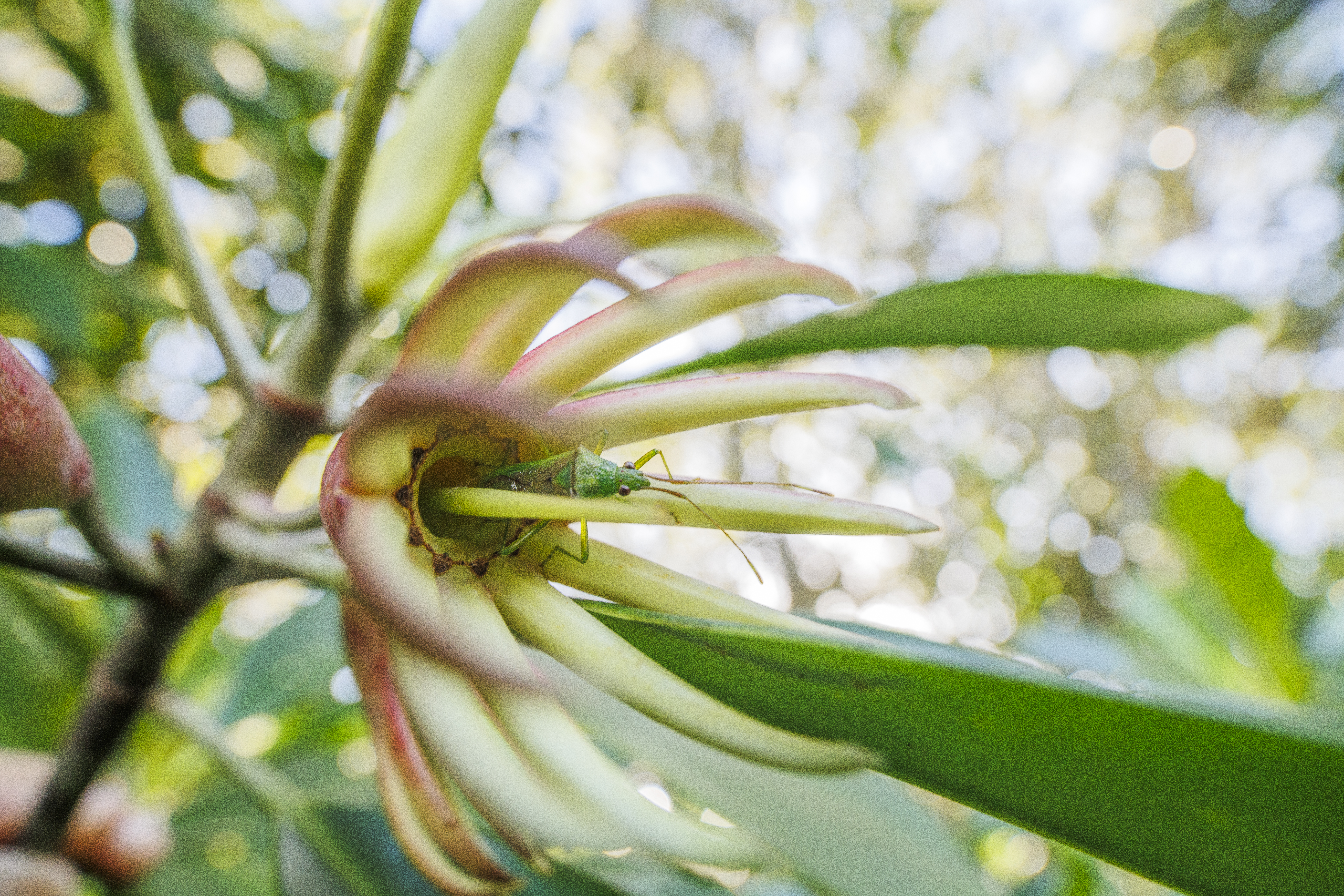 Orange mangrove flowers at the Yandina creek wetlands Blue Heart site