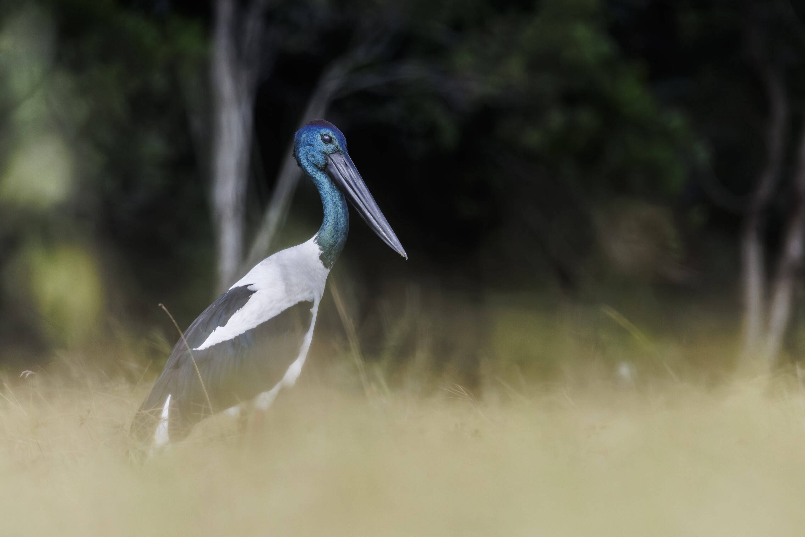 Black-necked stork